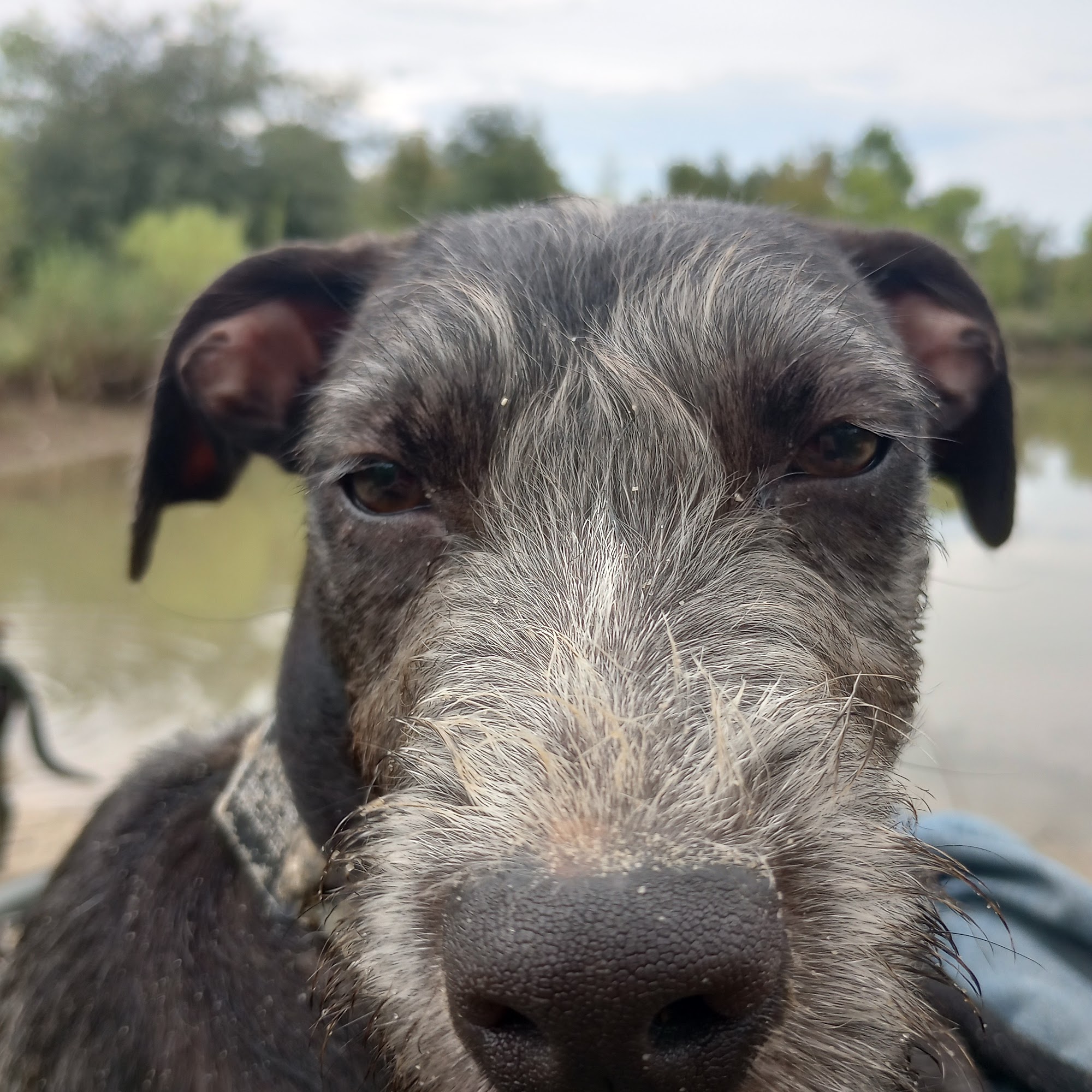 Fontenot John DVM Opelousas