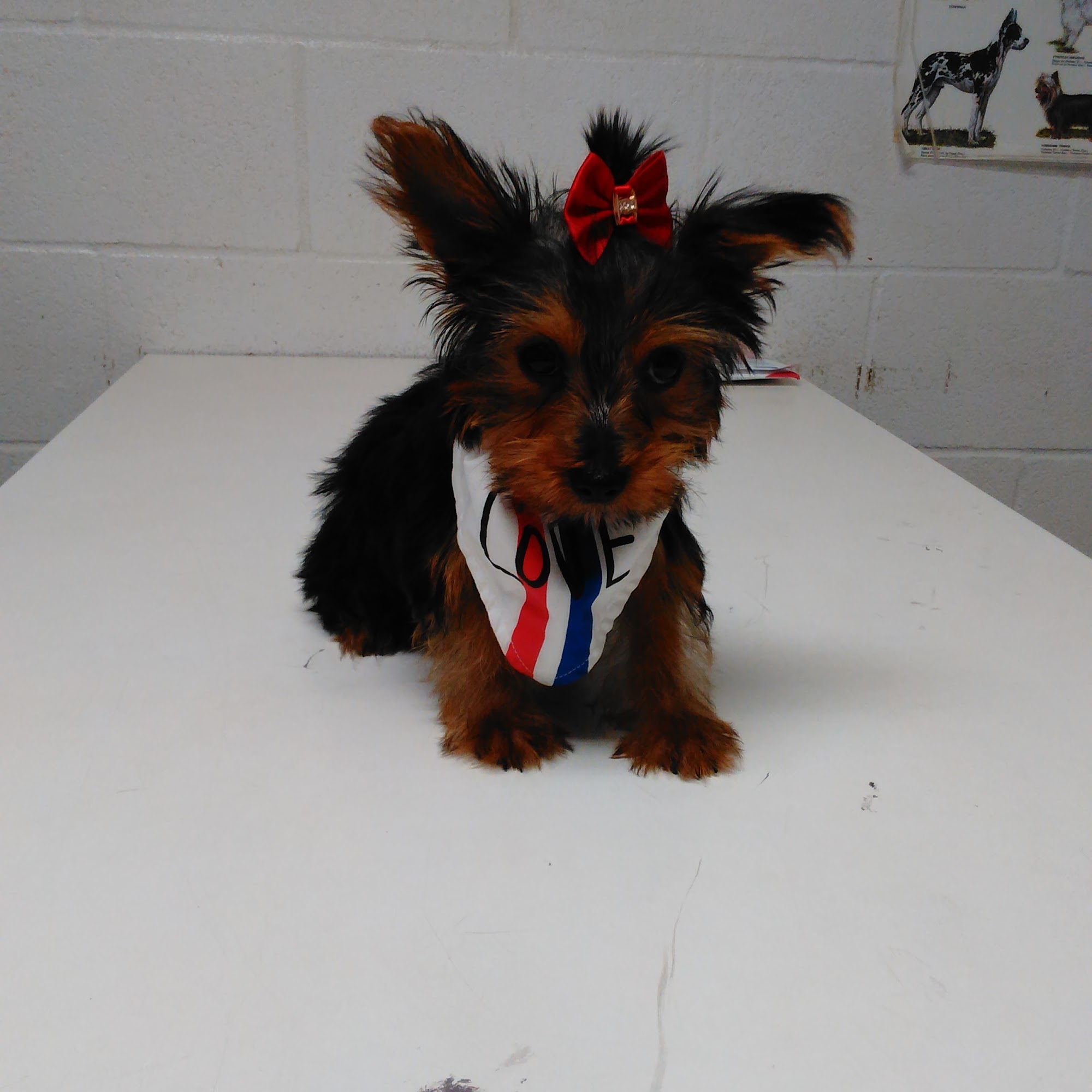 Fontenot Veterinary Clinic Opelousas