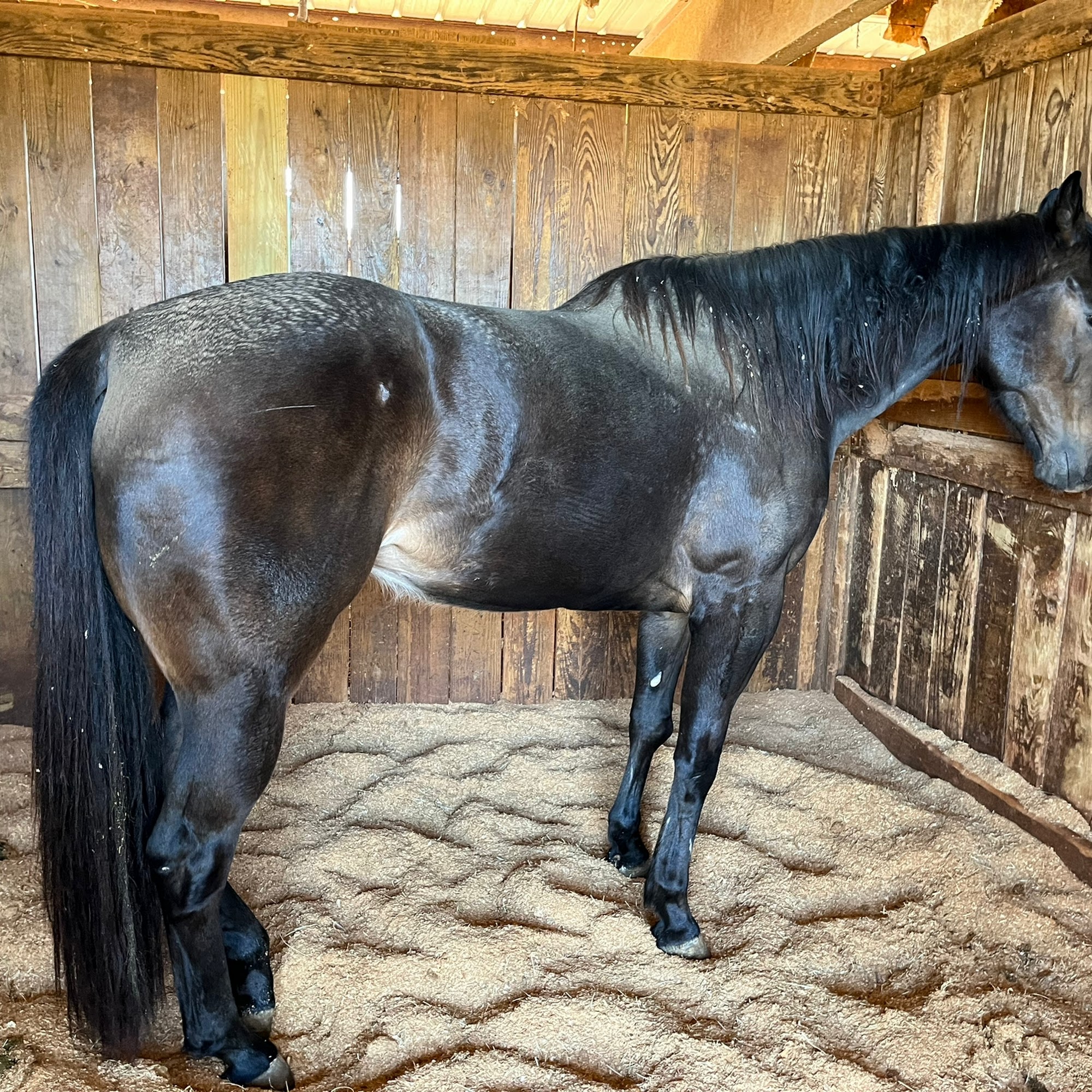 Louisiana Center For Equine Opelousas