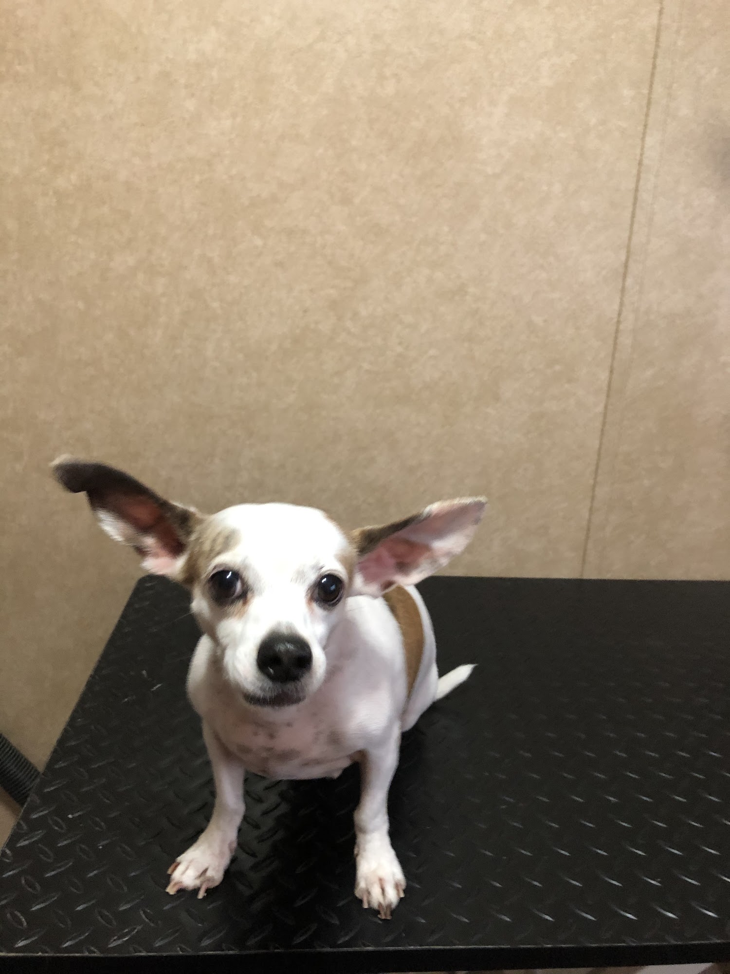 Little PAW’S Dog Salon Opelousas