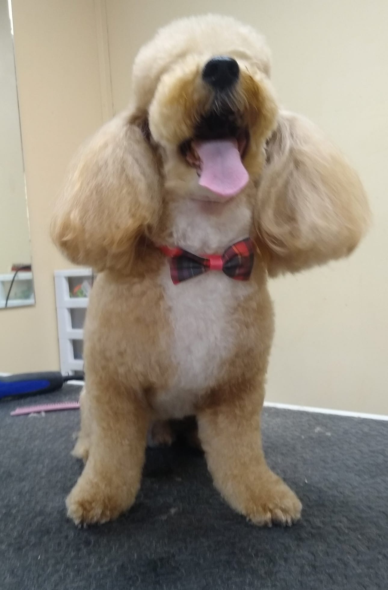 Paw Prints Grooming Salon Opelousas