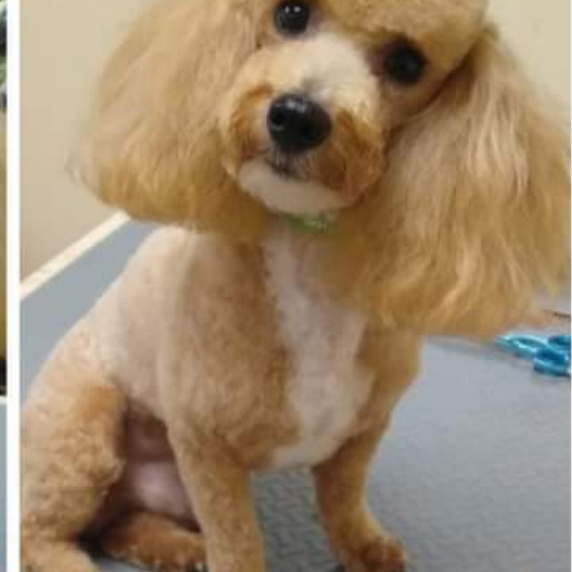 Paw Prints Grooming Salon Opelousas
