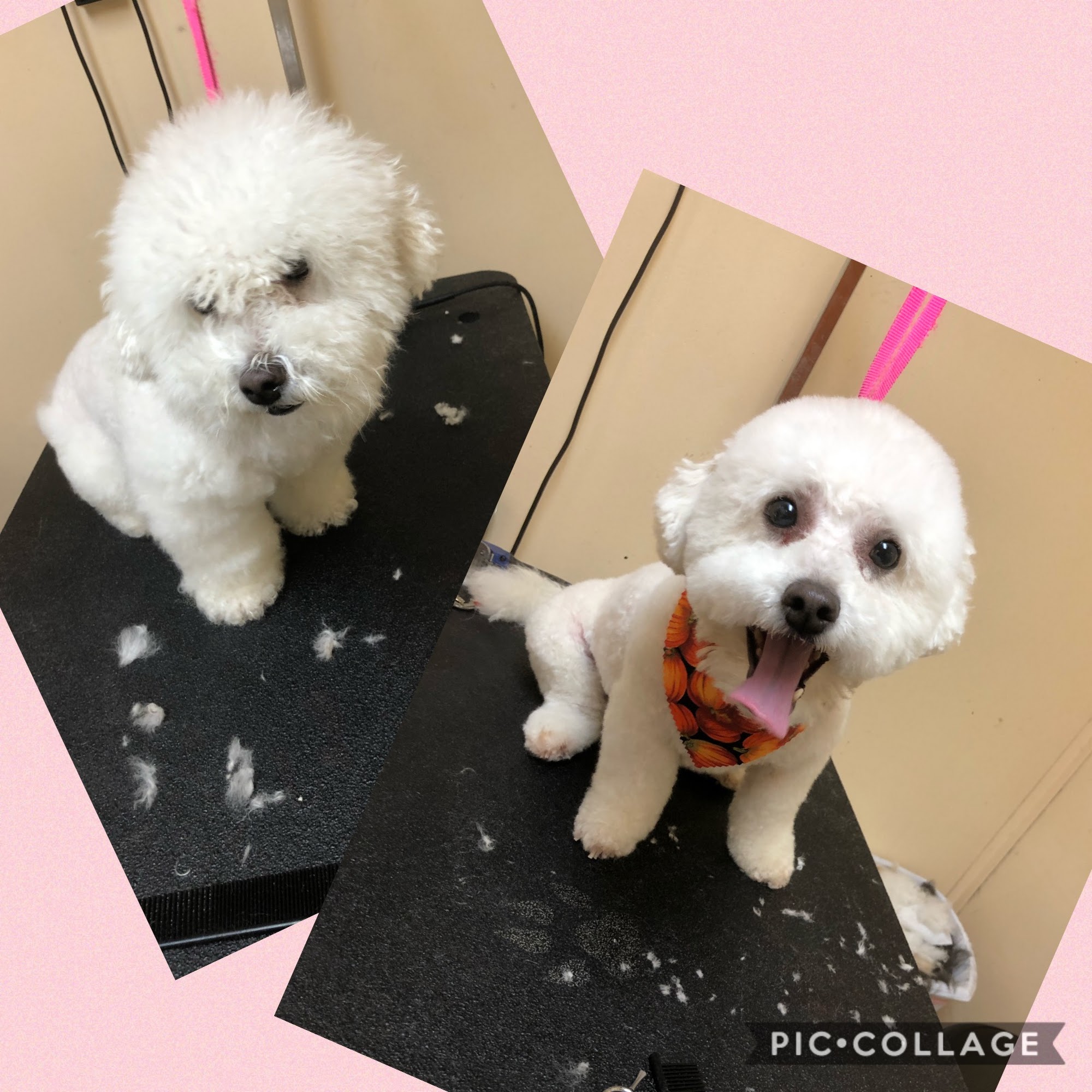 Its All About Me Grooming Spa Opelousas