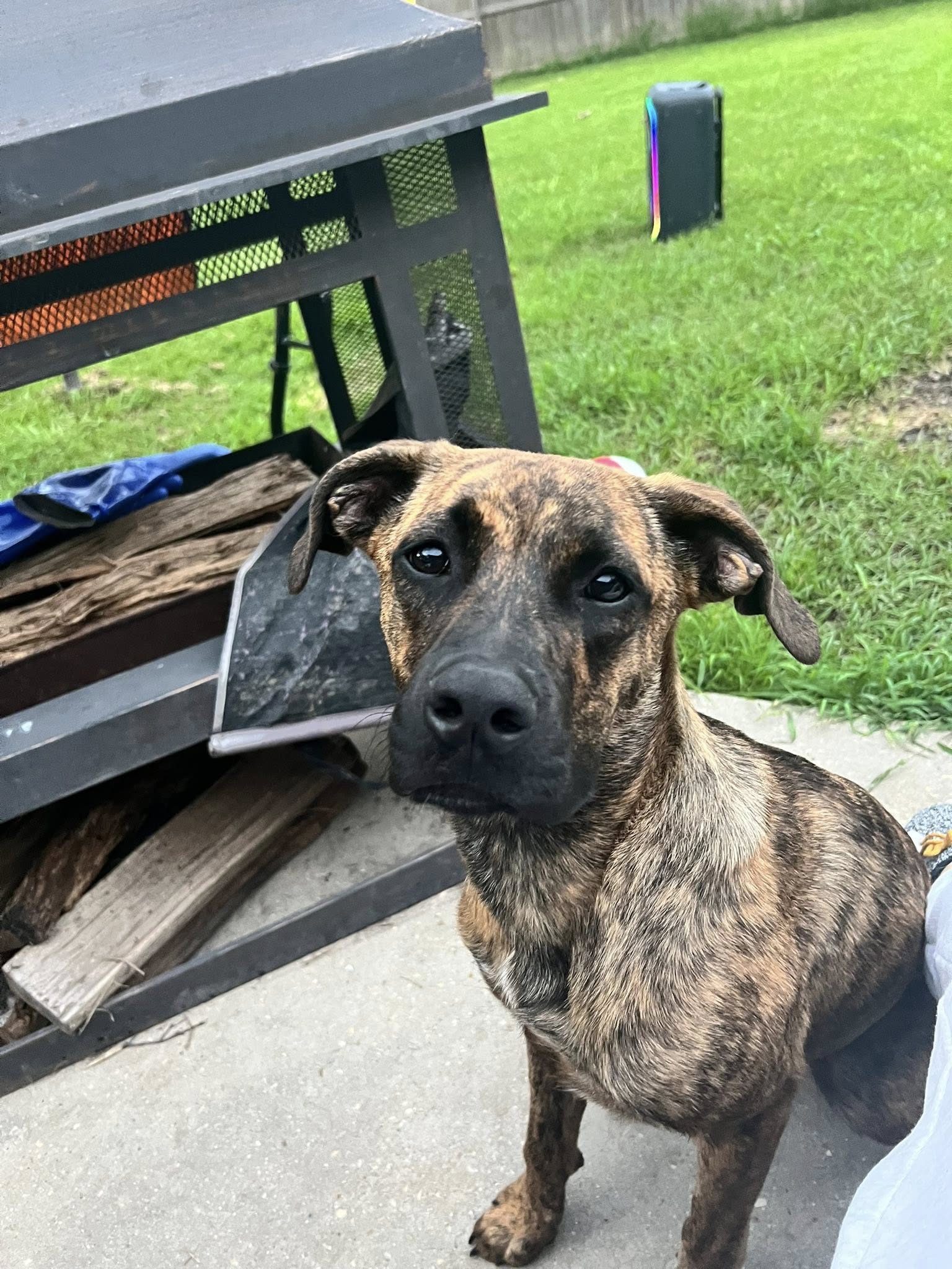 Pampered Pups and Cats Boarding & Grooming LLC Pearl River