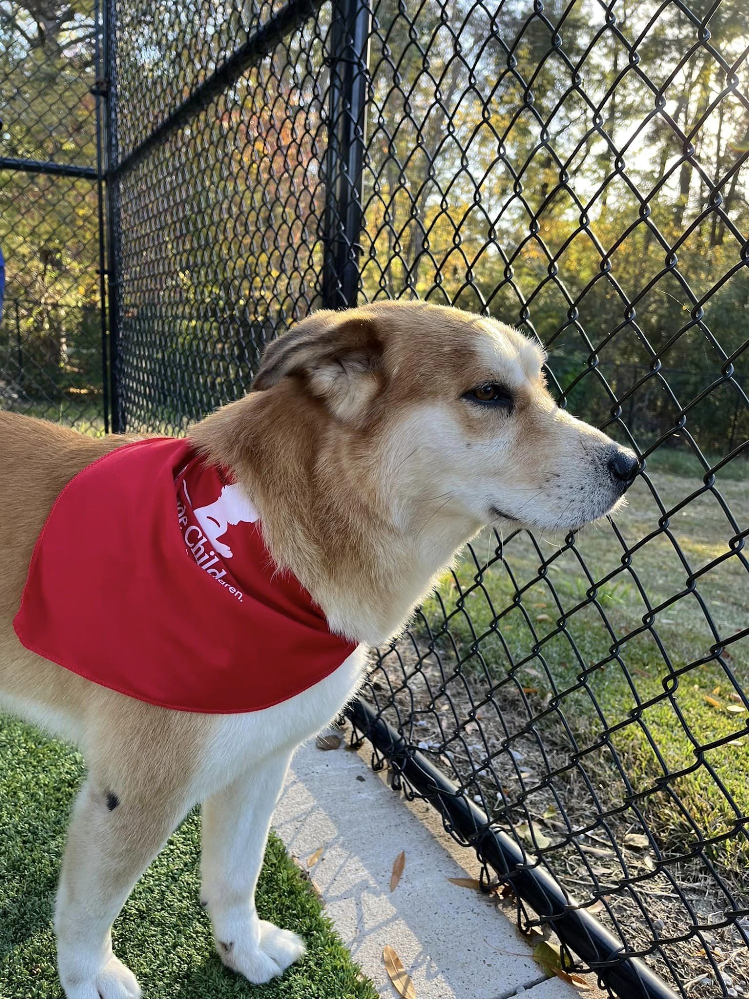 Montgomery Animal Hospital Pineville