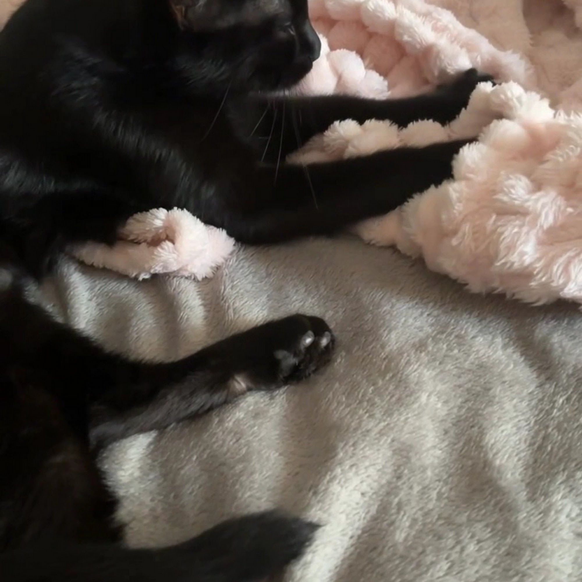 Kees Park Animal Clinic Pineville