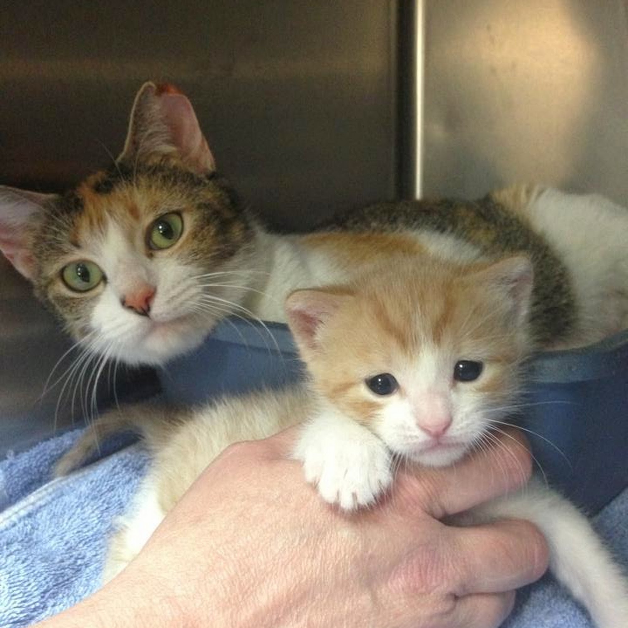 Haas Animal Hospital Pineville