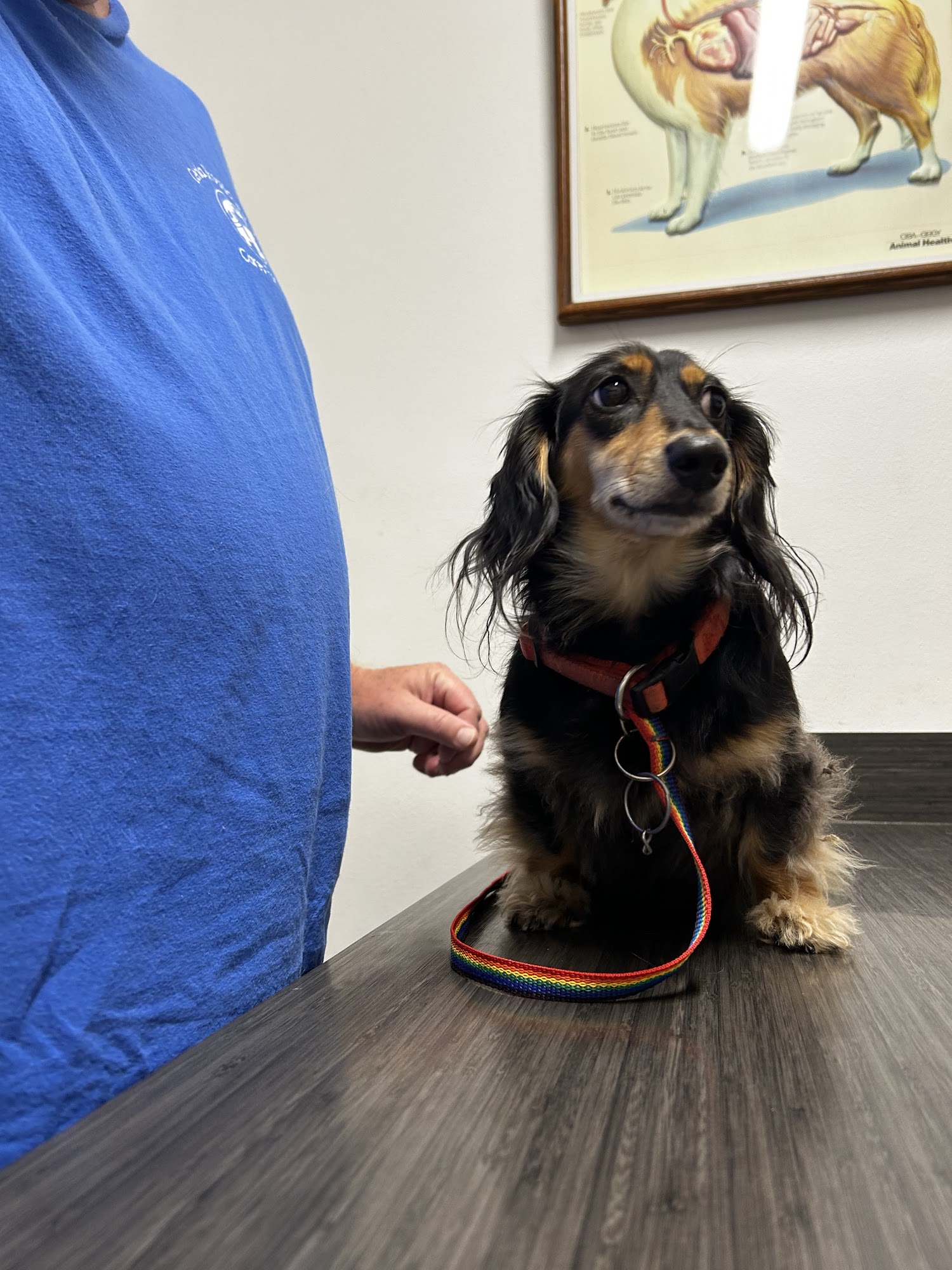 Haas Animal Hospital Pineville