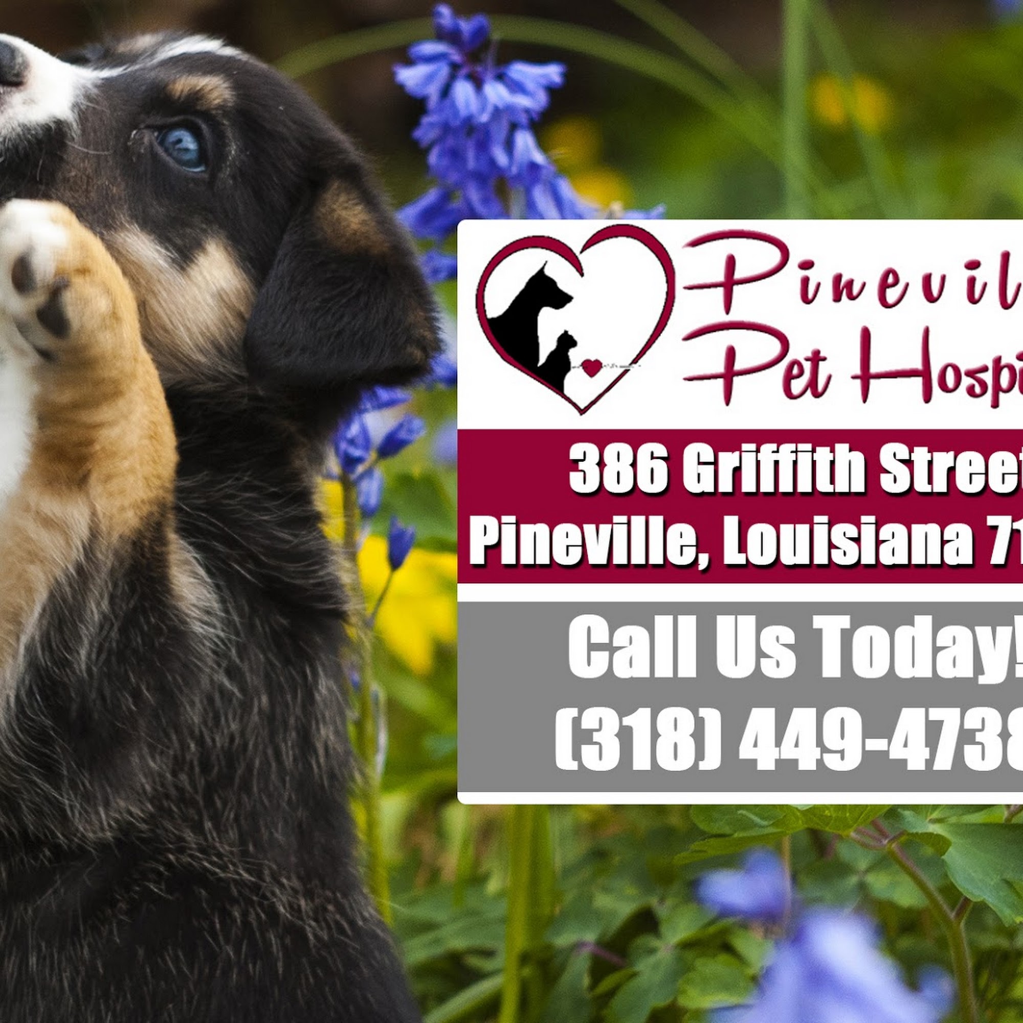 Pineville Pet Hospital Pineville