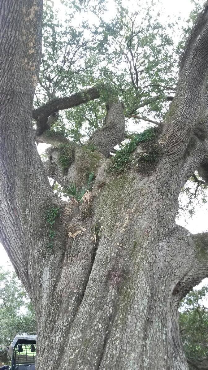 Wayne De Loach's Tree Services
