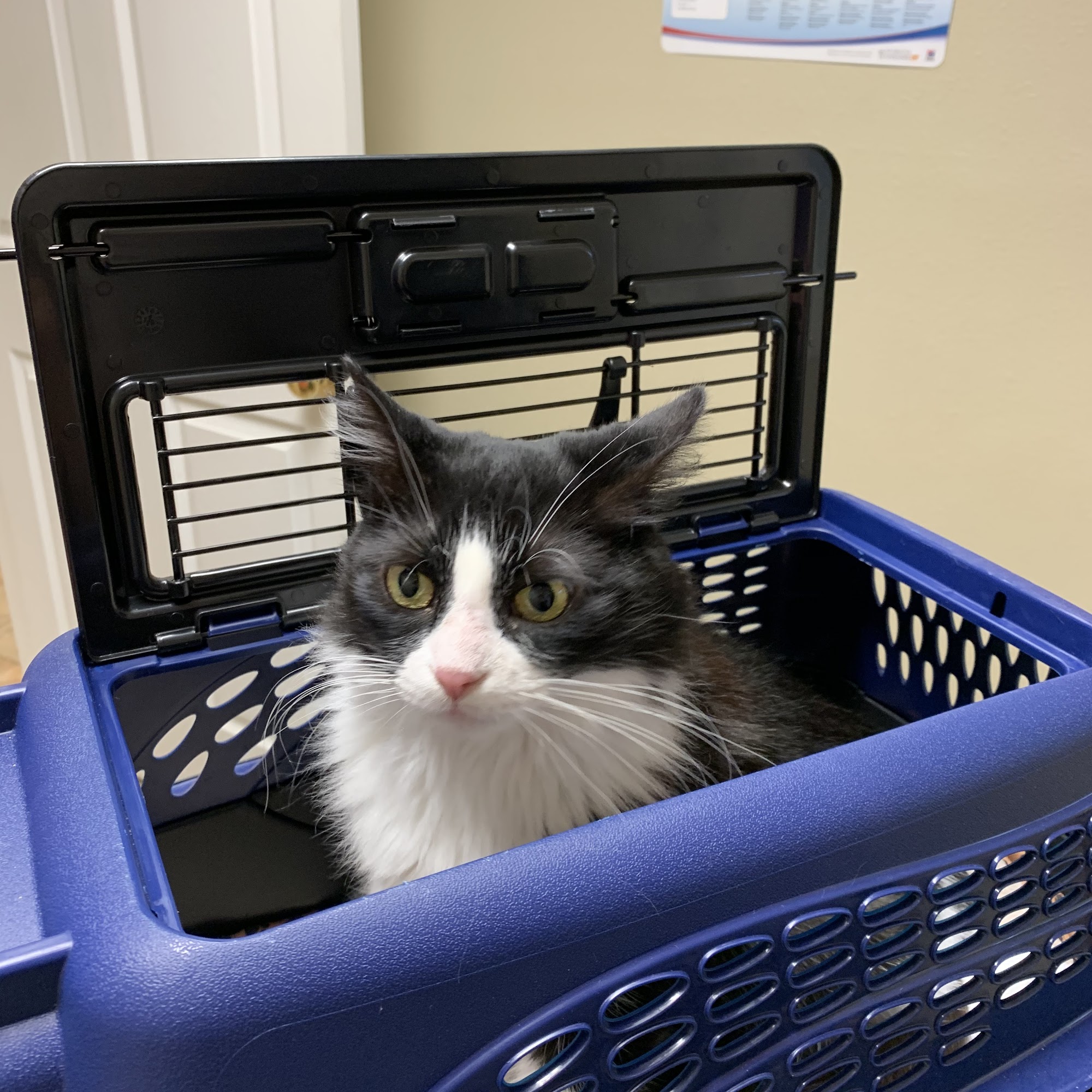 Carville Veterinary Clinic Plaquemine