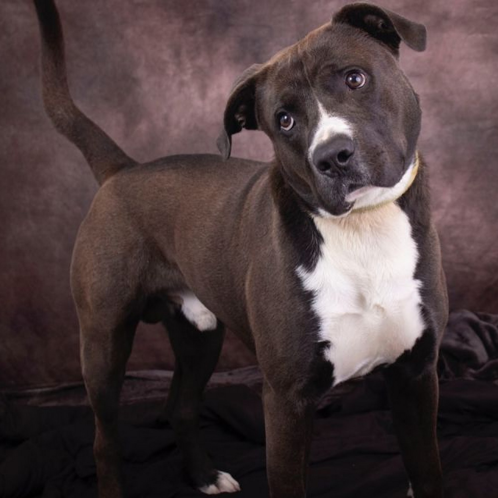 Acadian Animal Clinic Plaquemine