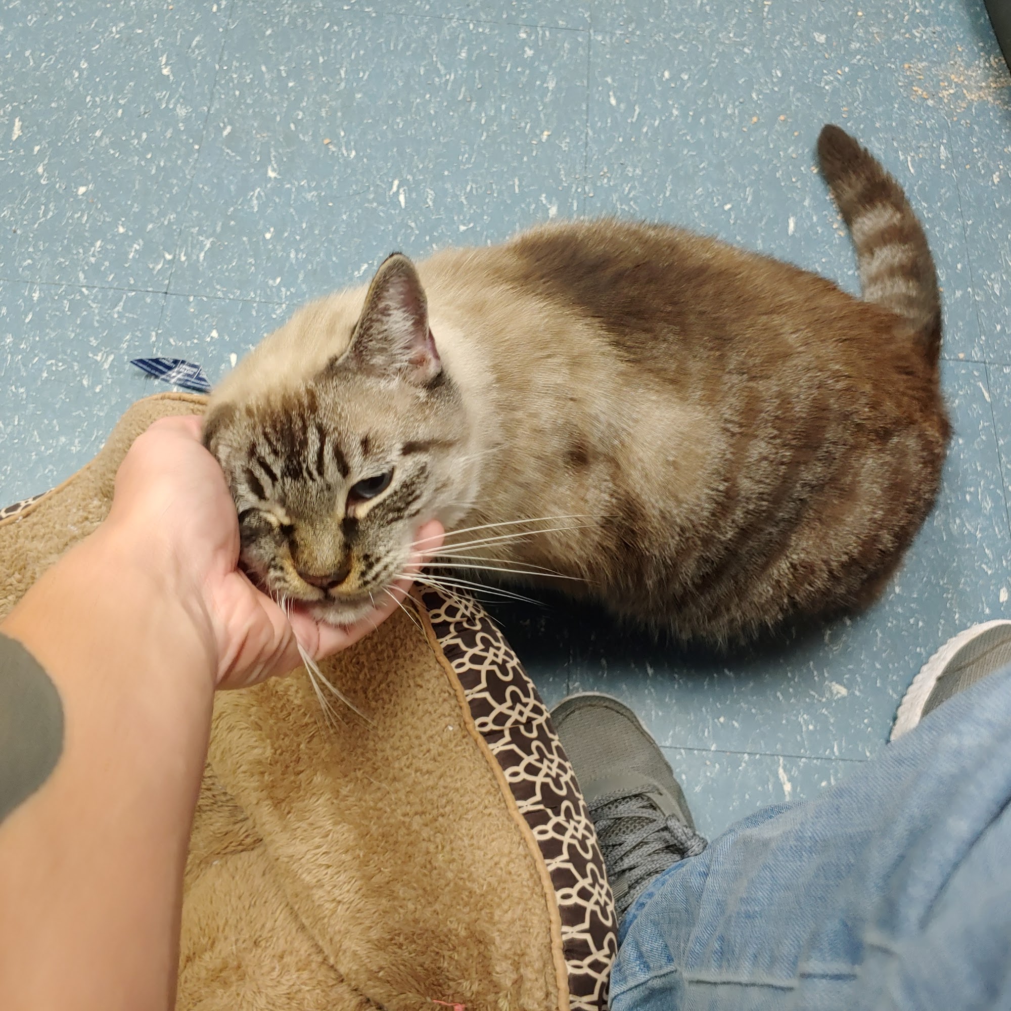 Animal Medical Center Of Plaquemine Inc Plaquemine