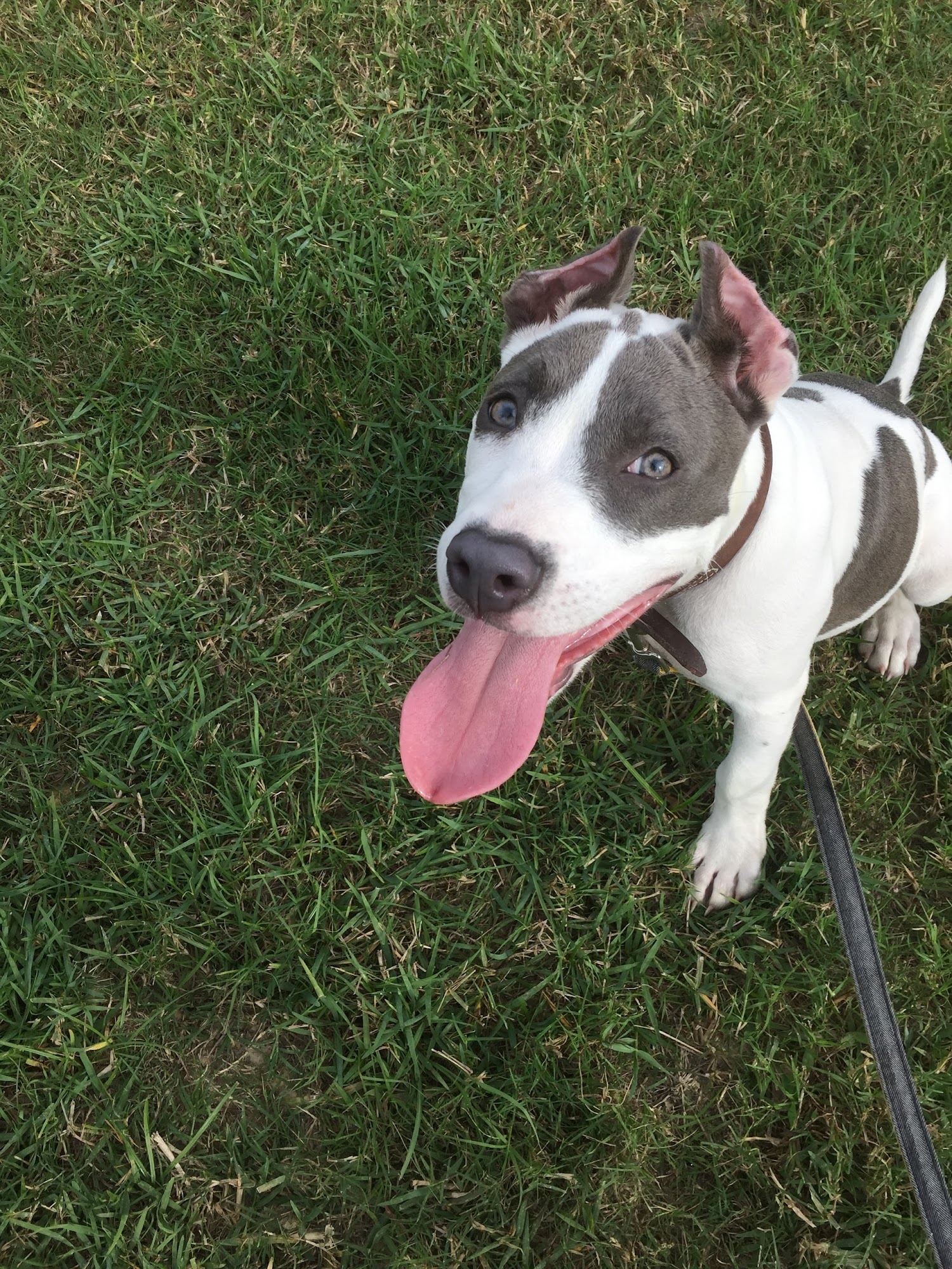 Stephanie's Pet Cottage Ponchatoula