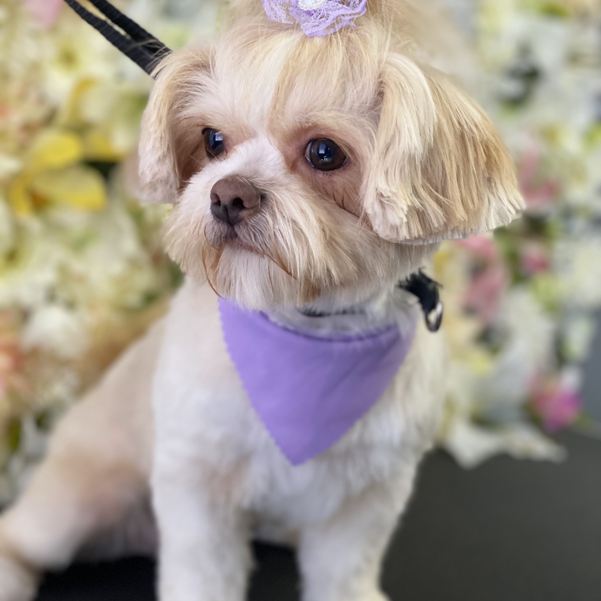 Furry DeTailz Port Allen