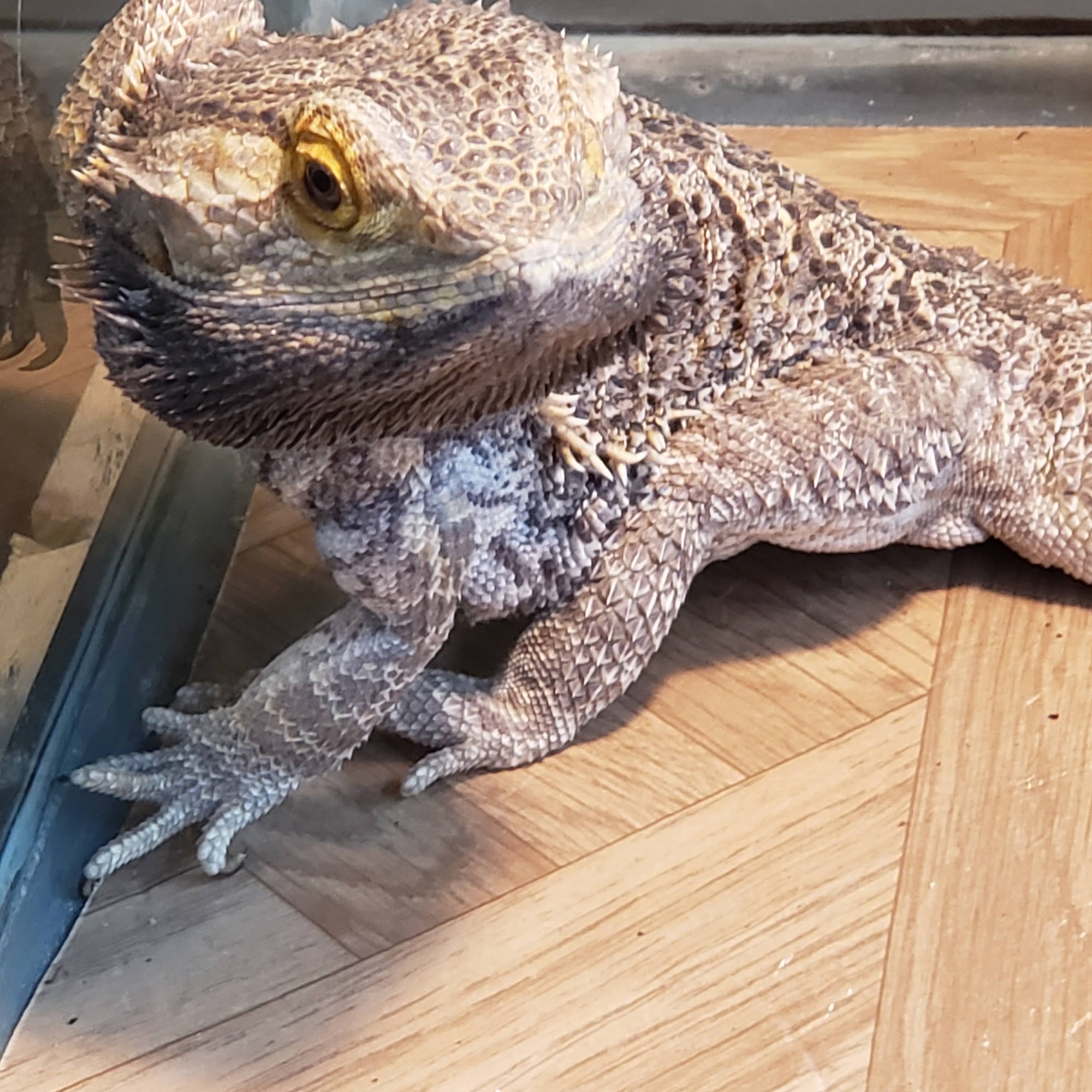 Ascension Parish Animal Hospital Prairieville