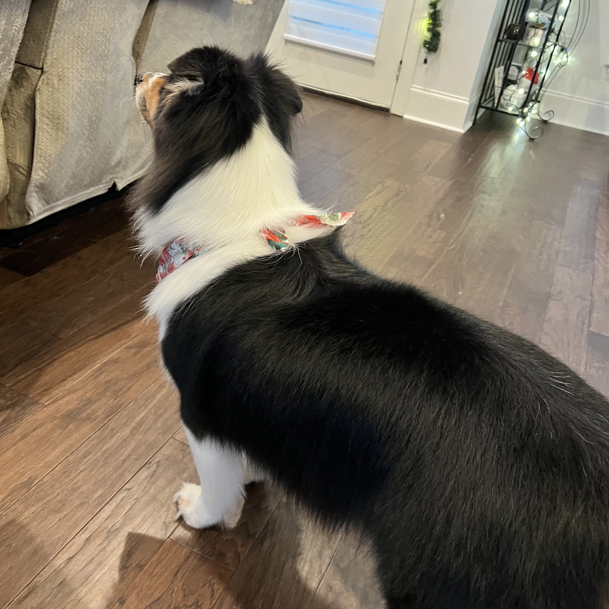 The Bark of the Town Prairieville