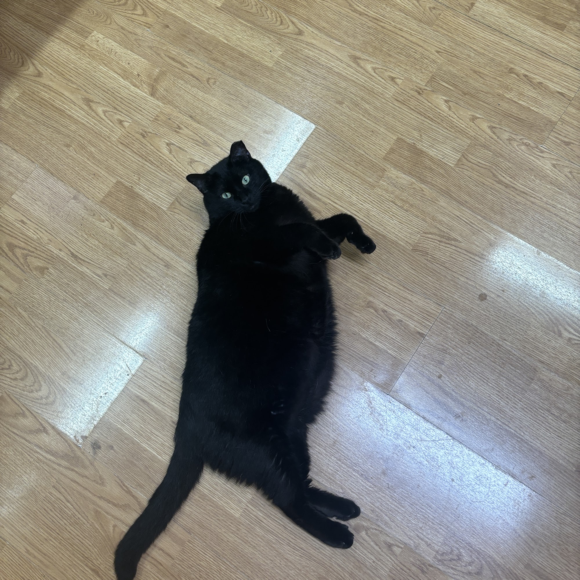 Marcello Veterinary Hospital Raceland Raceland