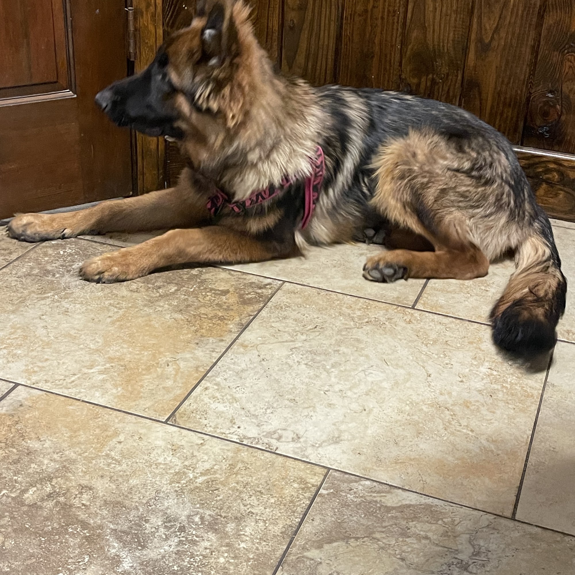 Morris Veterinary Hospital Rayville