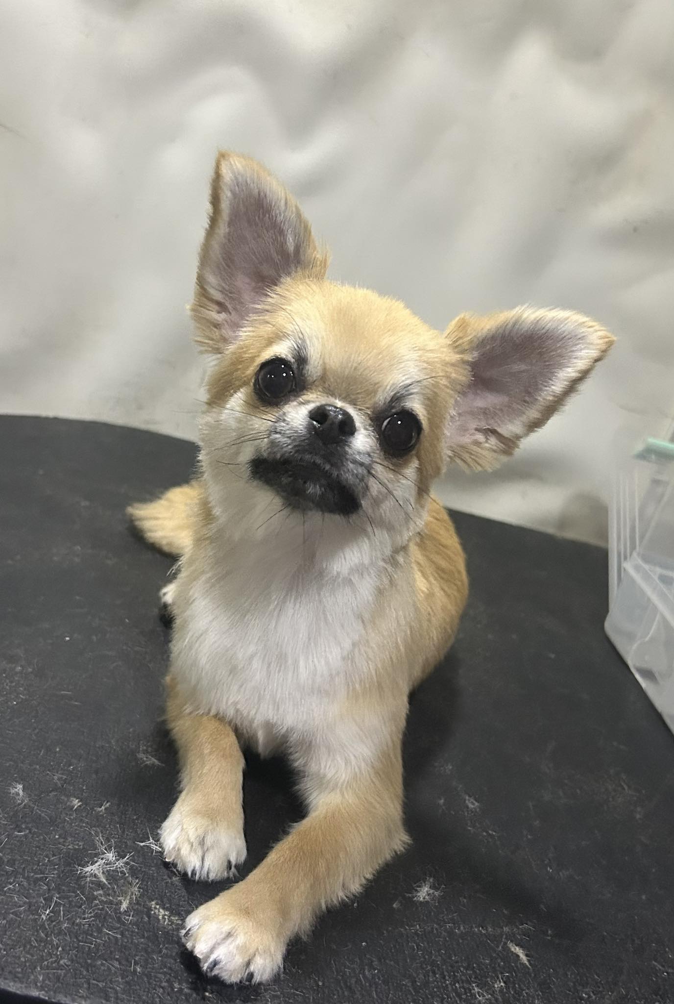 Whiskers on Wheels River Ridge