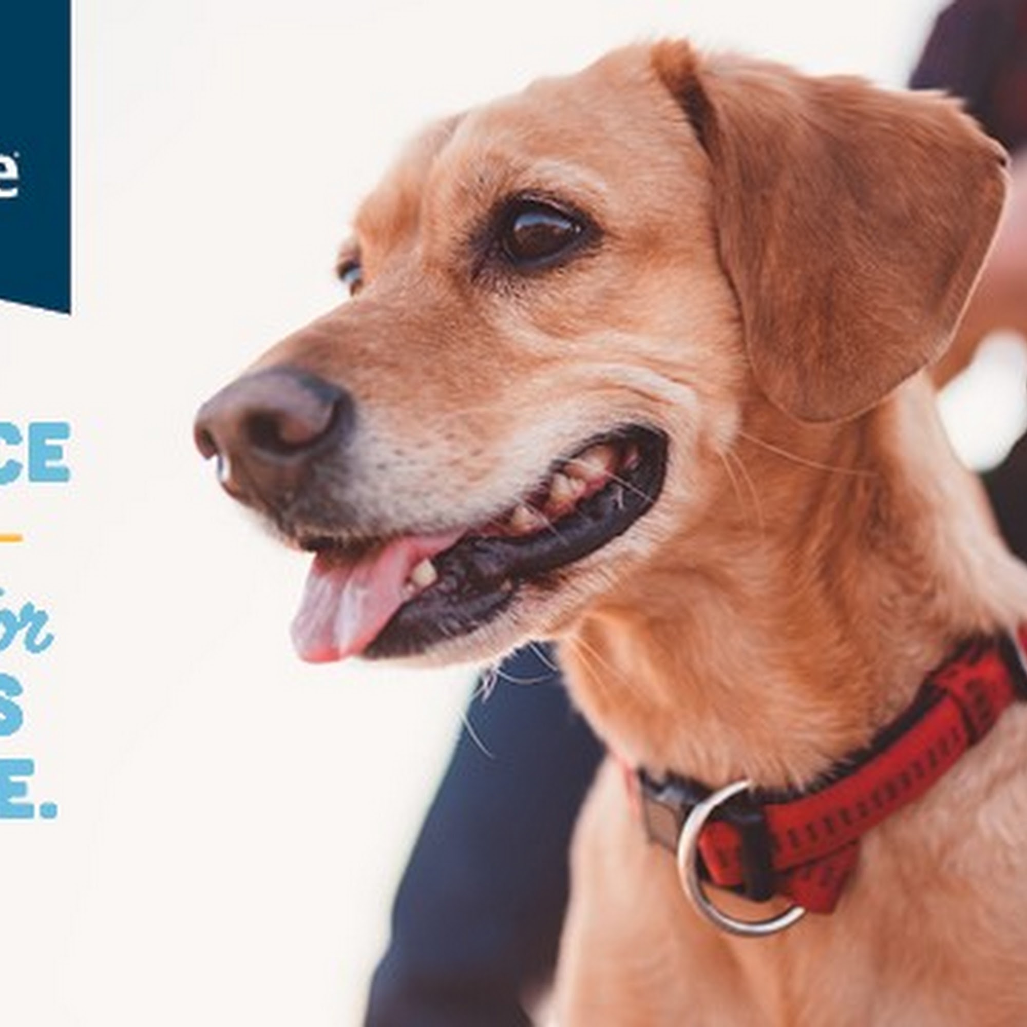 Petsense by Tractor Supply Ruston