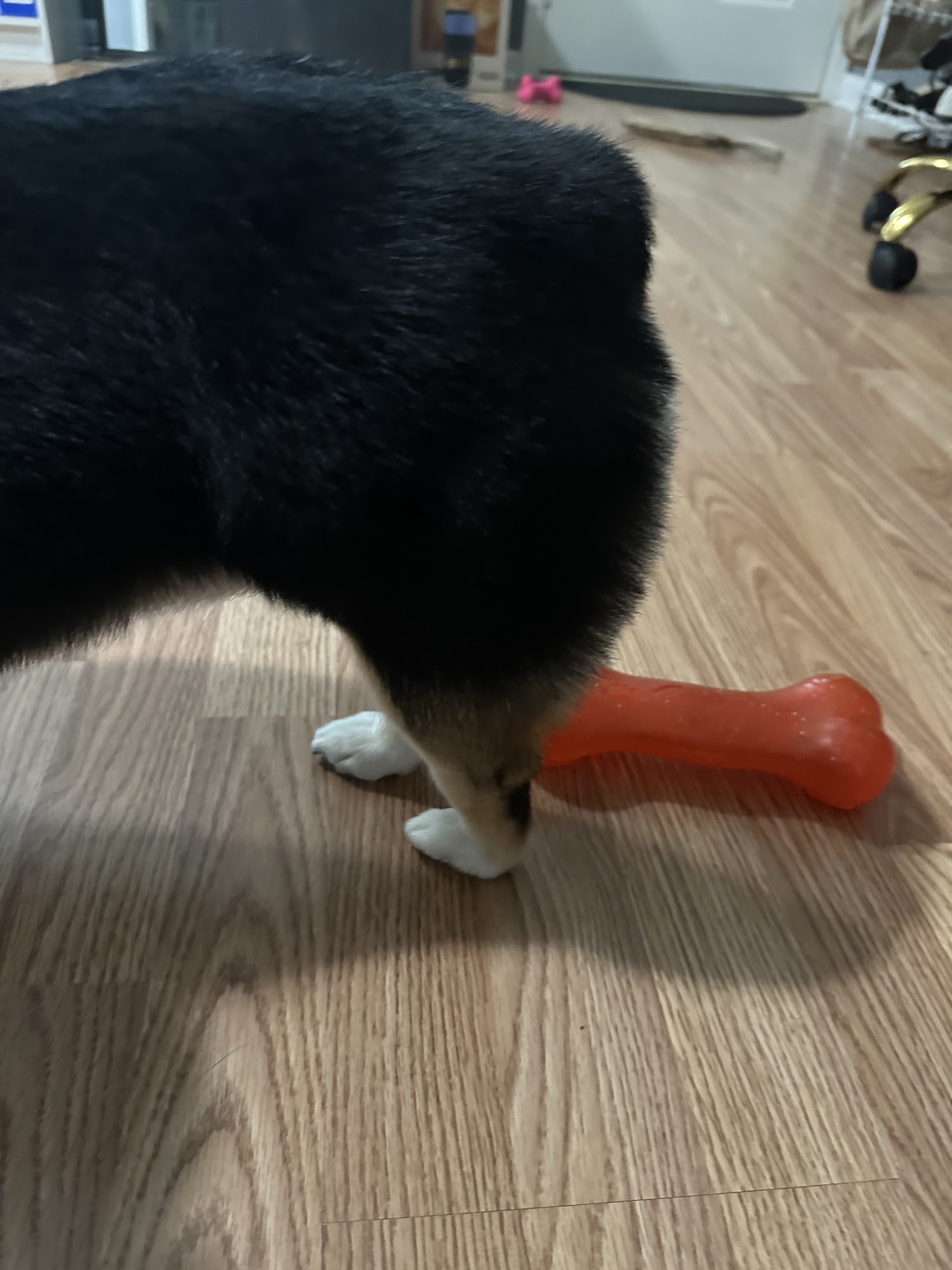 Laura's Dog Grooming Ruston