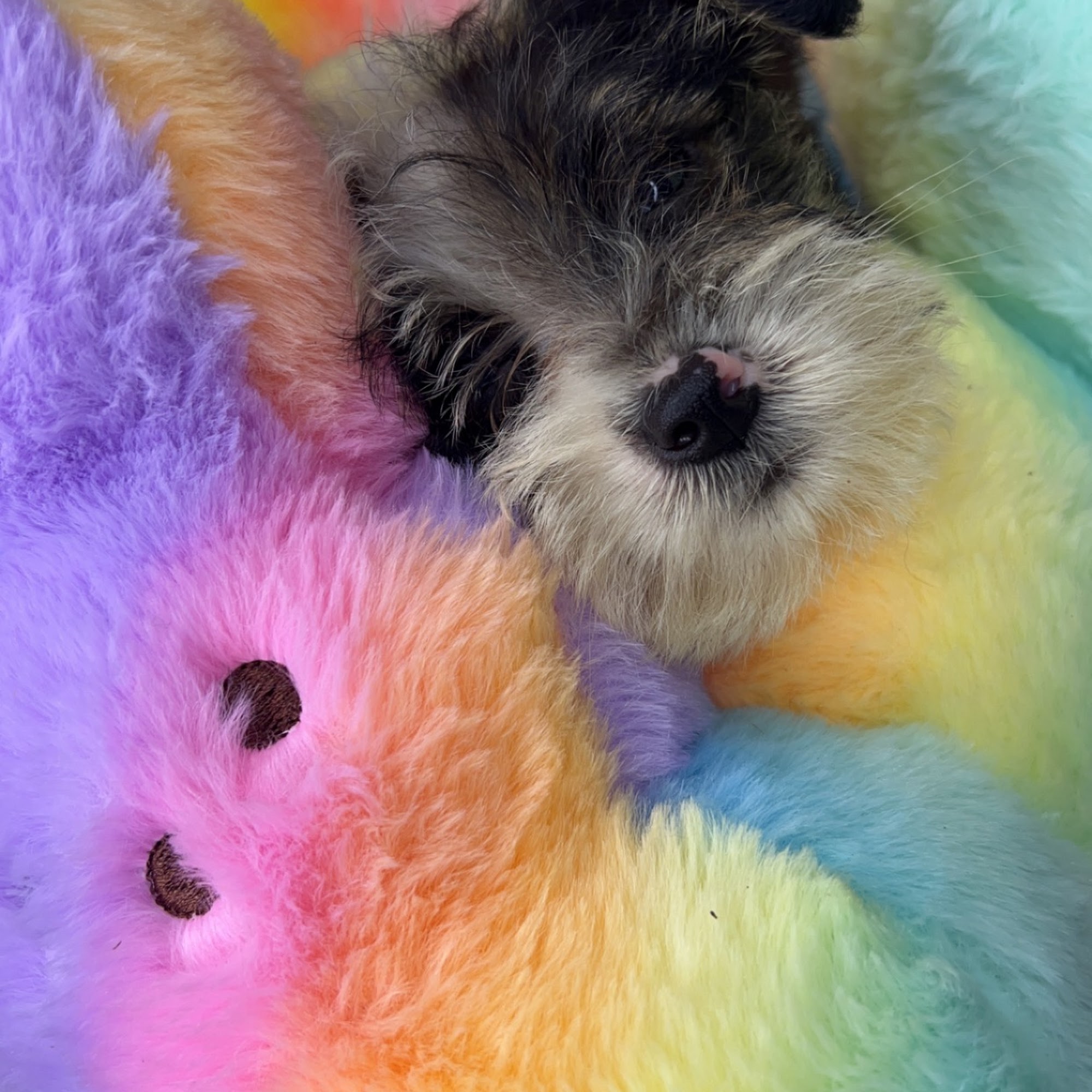 Yorkie Nation LLC Ruston