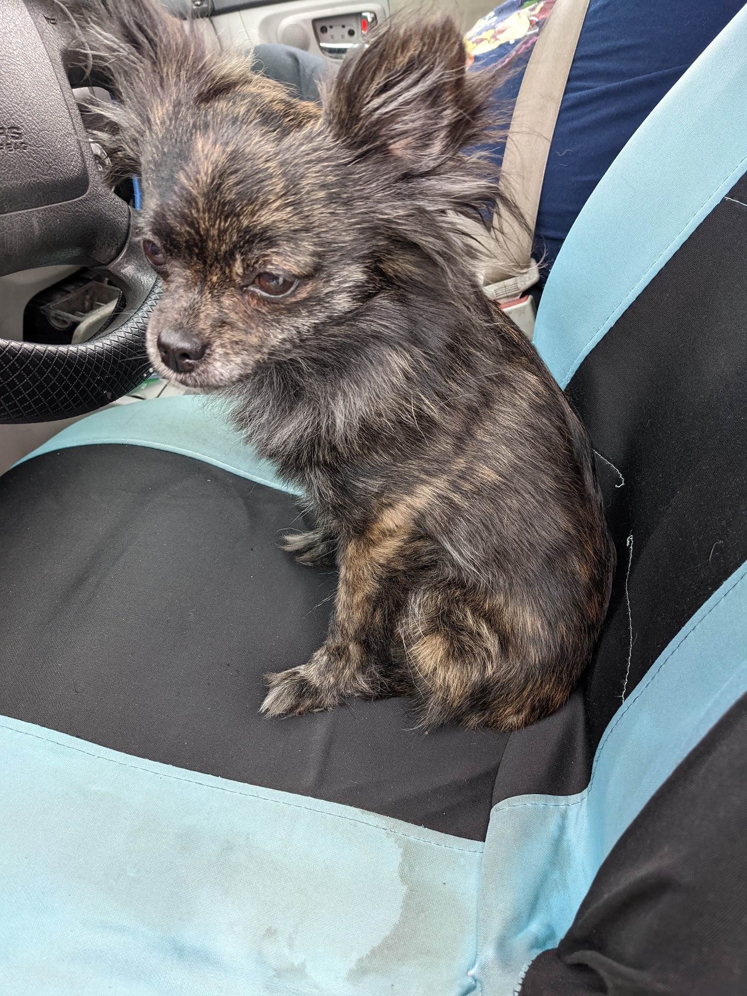 Beau's Feed and Pets Saint Bernard