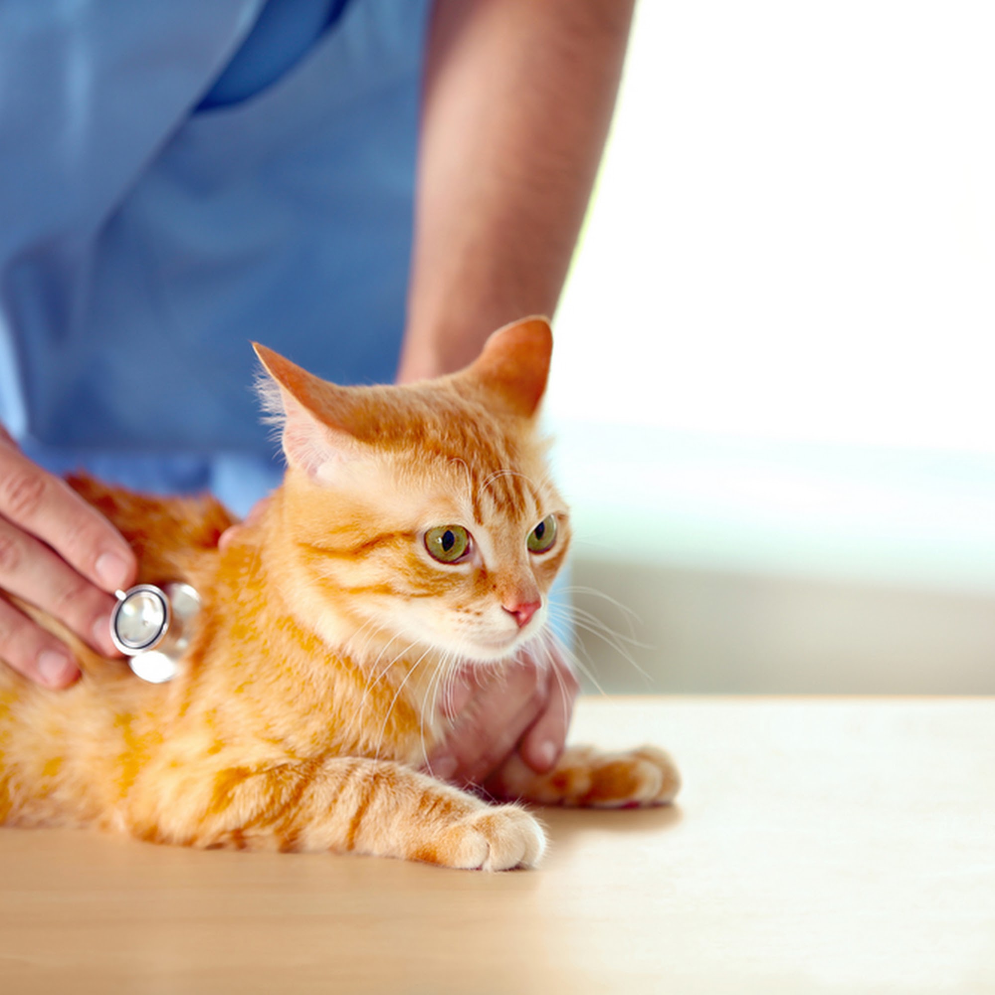 St. Francisville Animal Hospital Saint Francisville