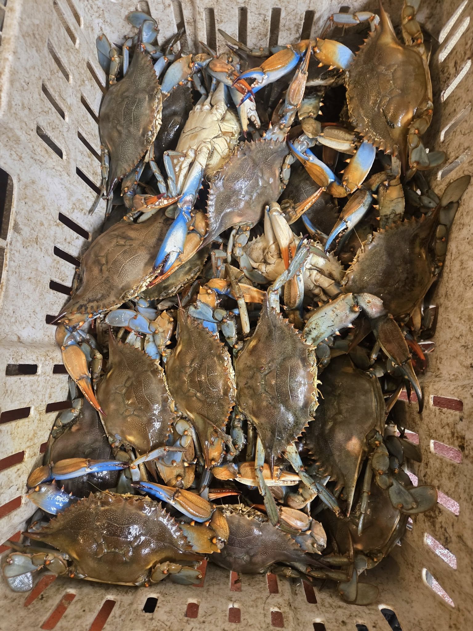 Seafood Station