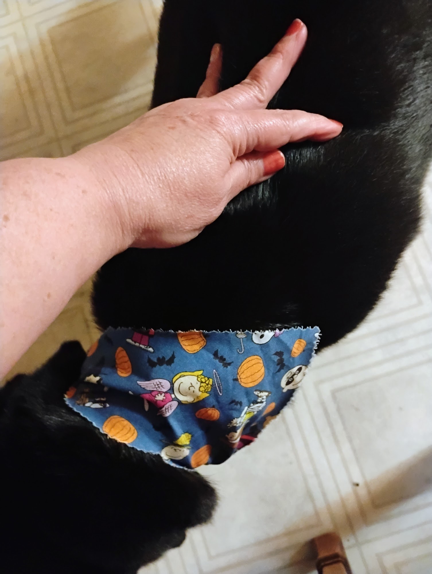 Jo Ann's Furry Friends Schriever