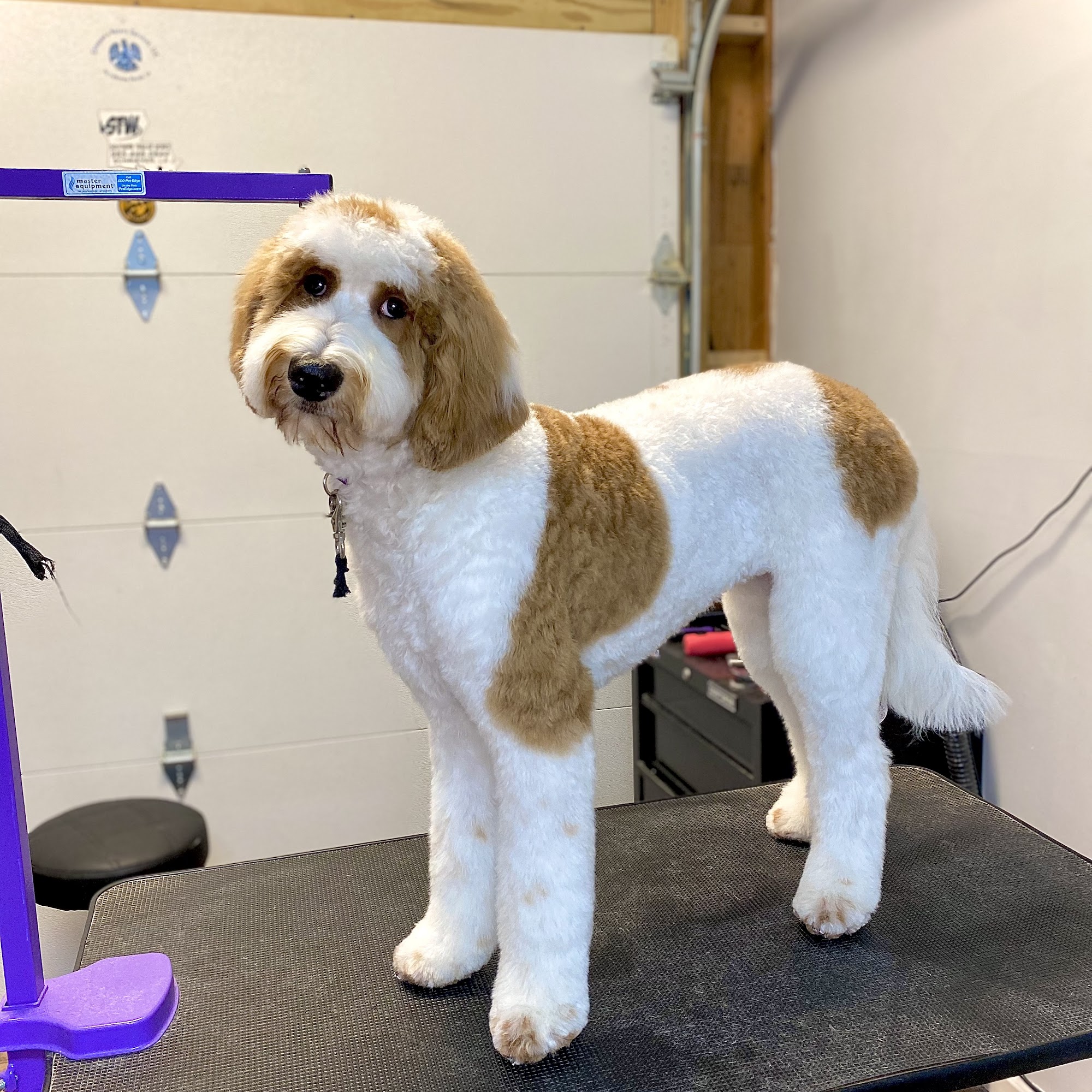 Caroline's Pet Stop Schriever