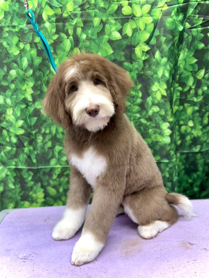 Caroline's Pet Stop Schriever