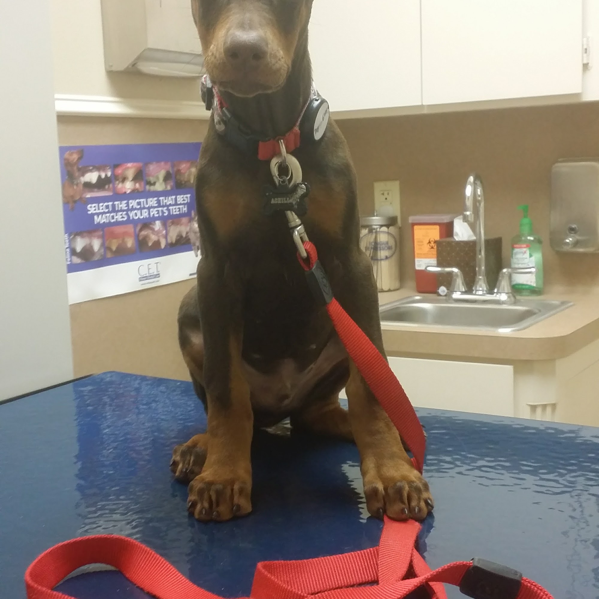 Southern Hills Animal Hospital Shreveport