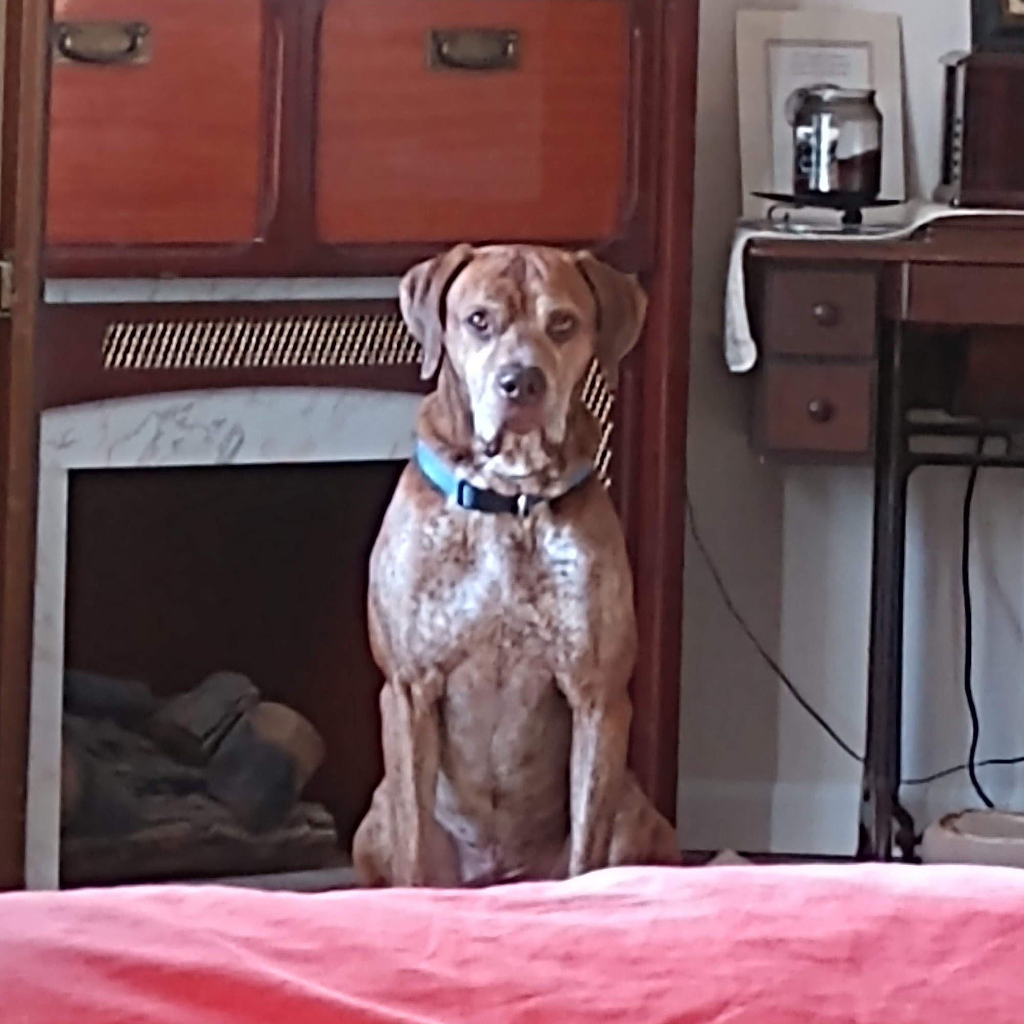 Ellerbe Road Animal Hospital Shreveport