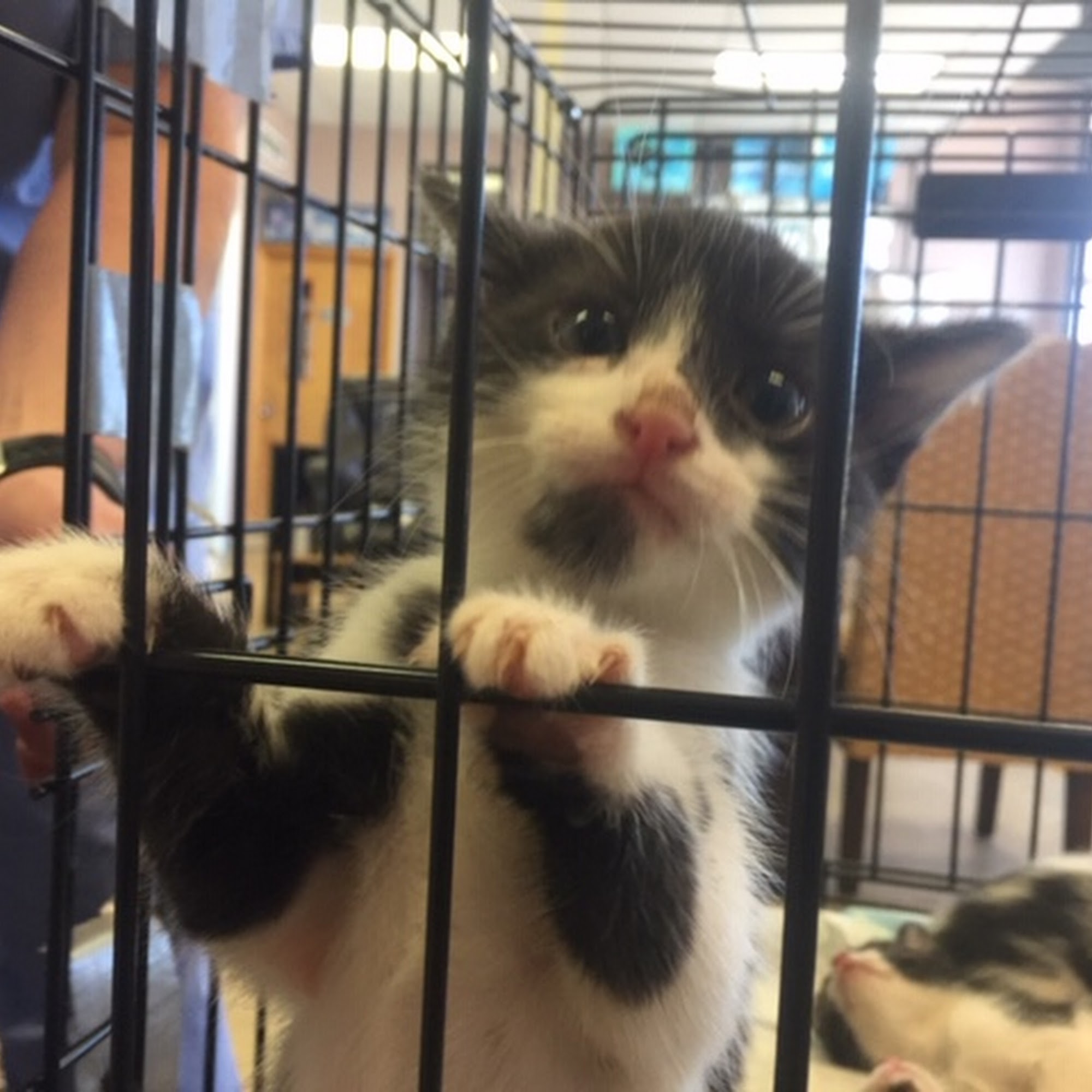 The Cat Doctor Feline Medical Center Shreveport