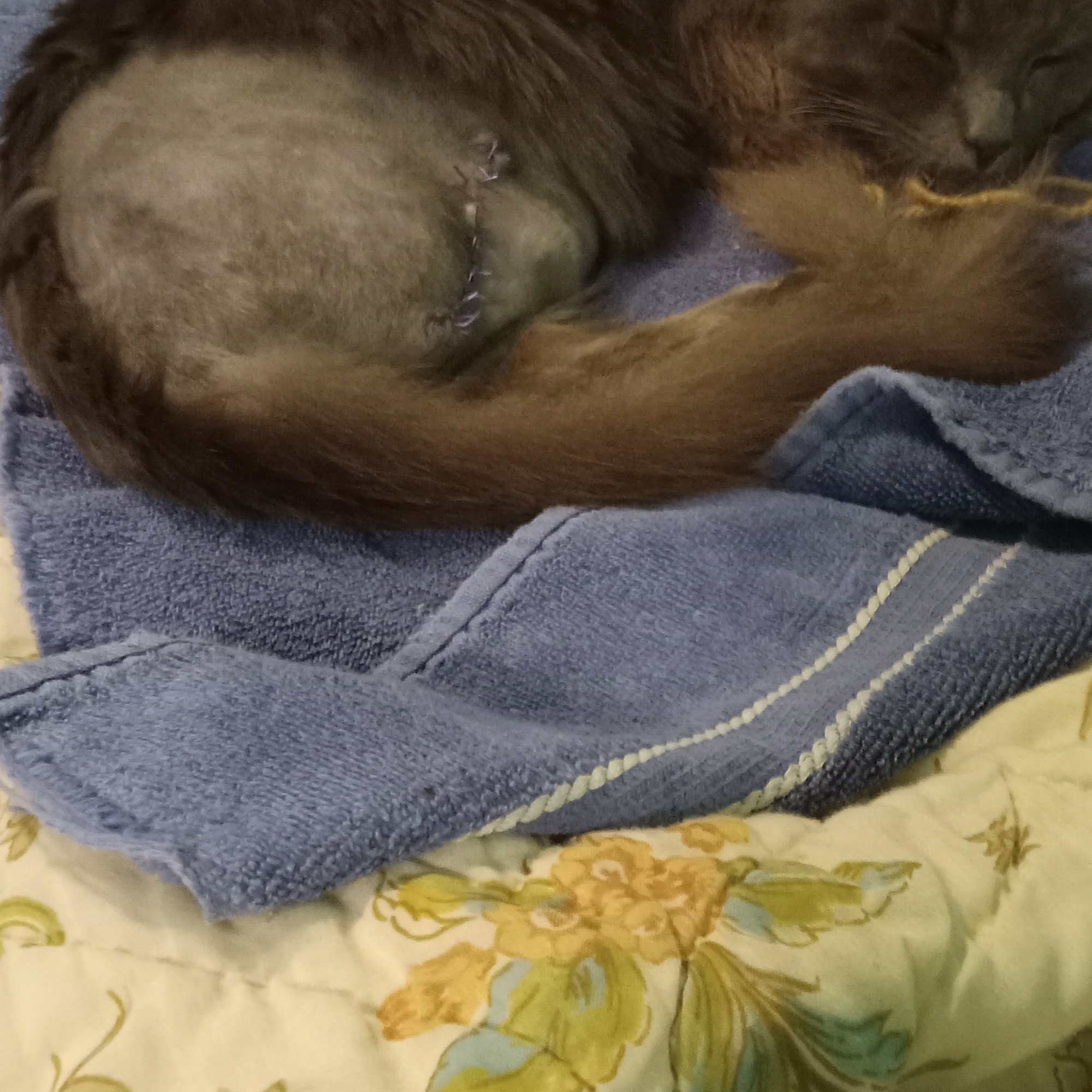 Sears Daryl DVM Shreveport