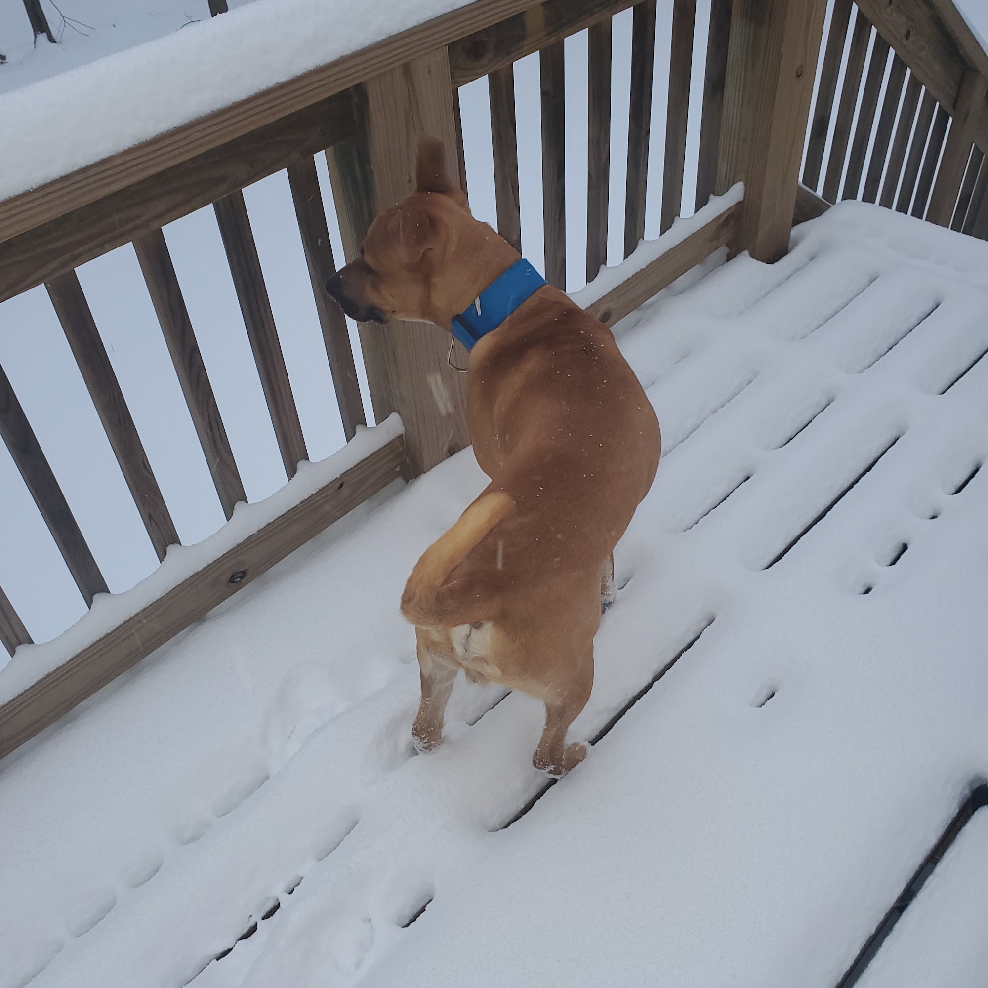 Low Cost Vaccination Shreveport