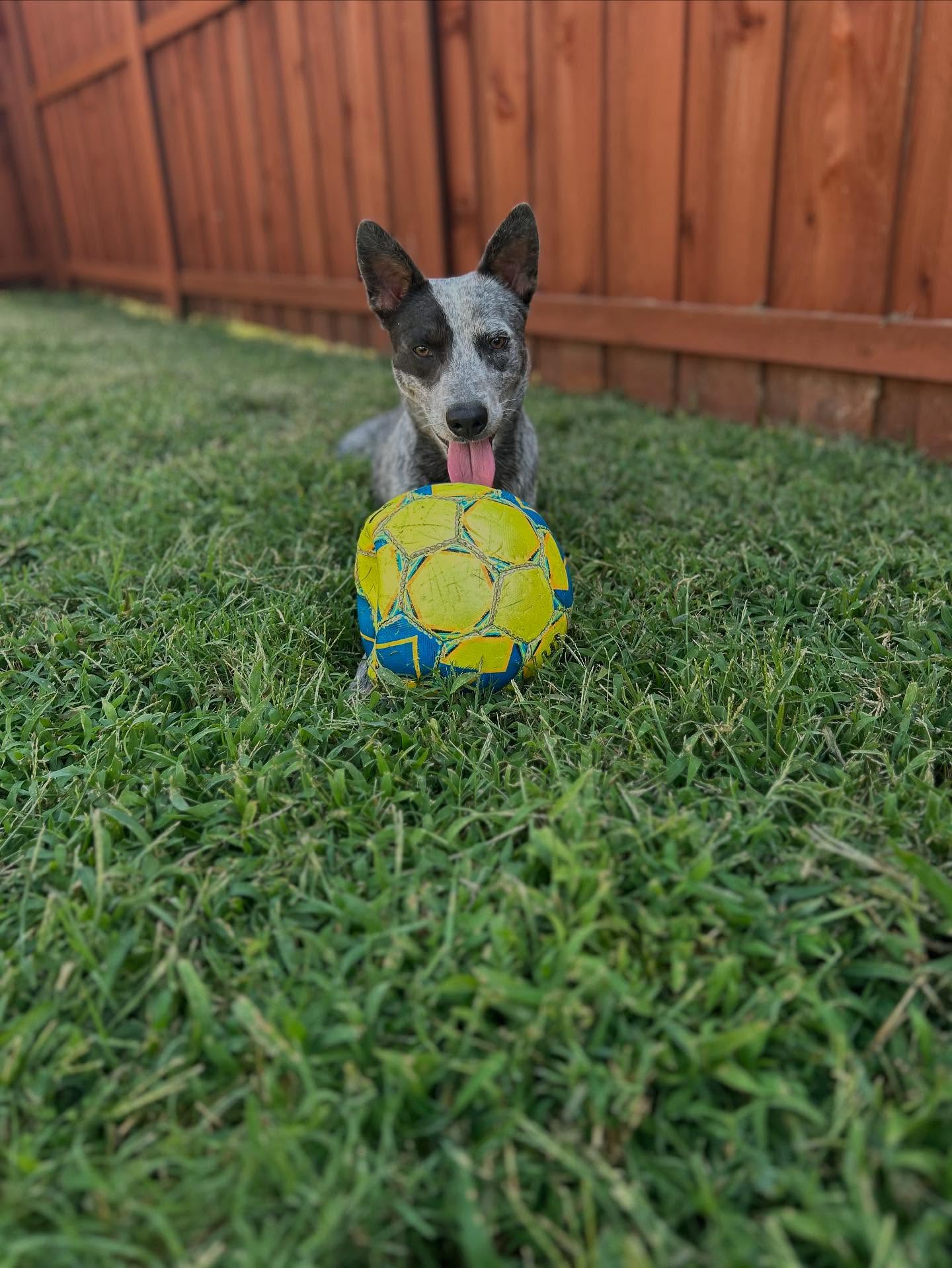 All Dogs Unleashed Dog Training Shreveport Shreveport