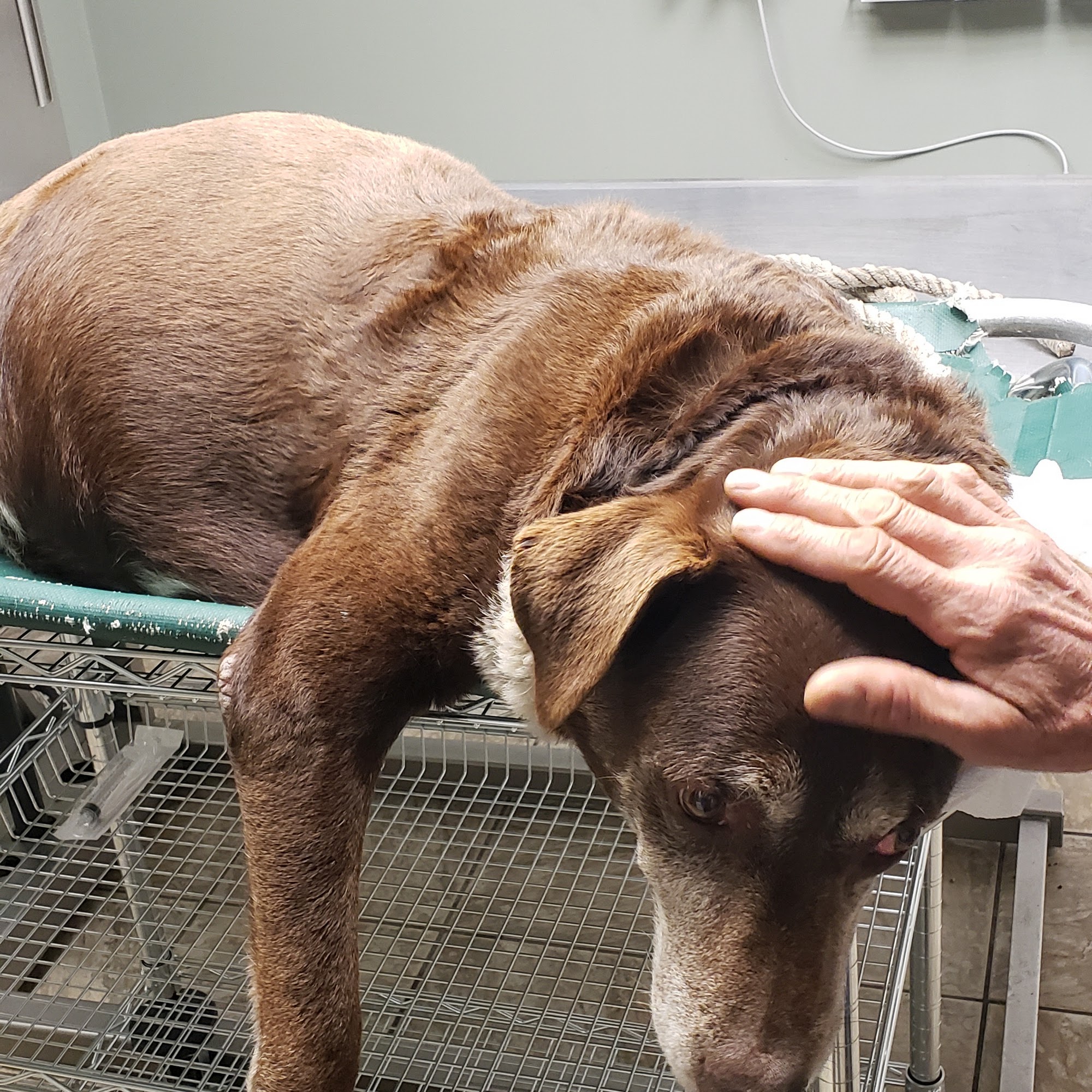 Slidell Veterinary Hospital Slidell