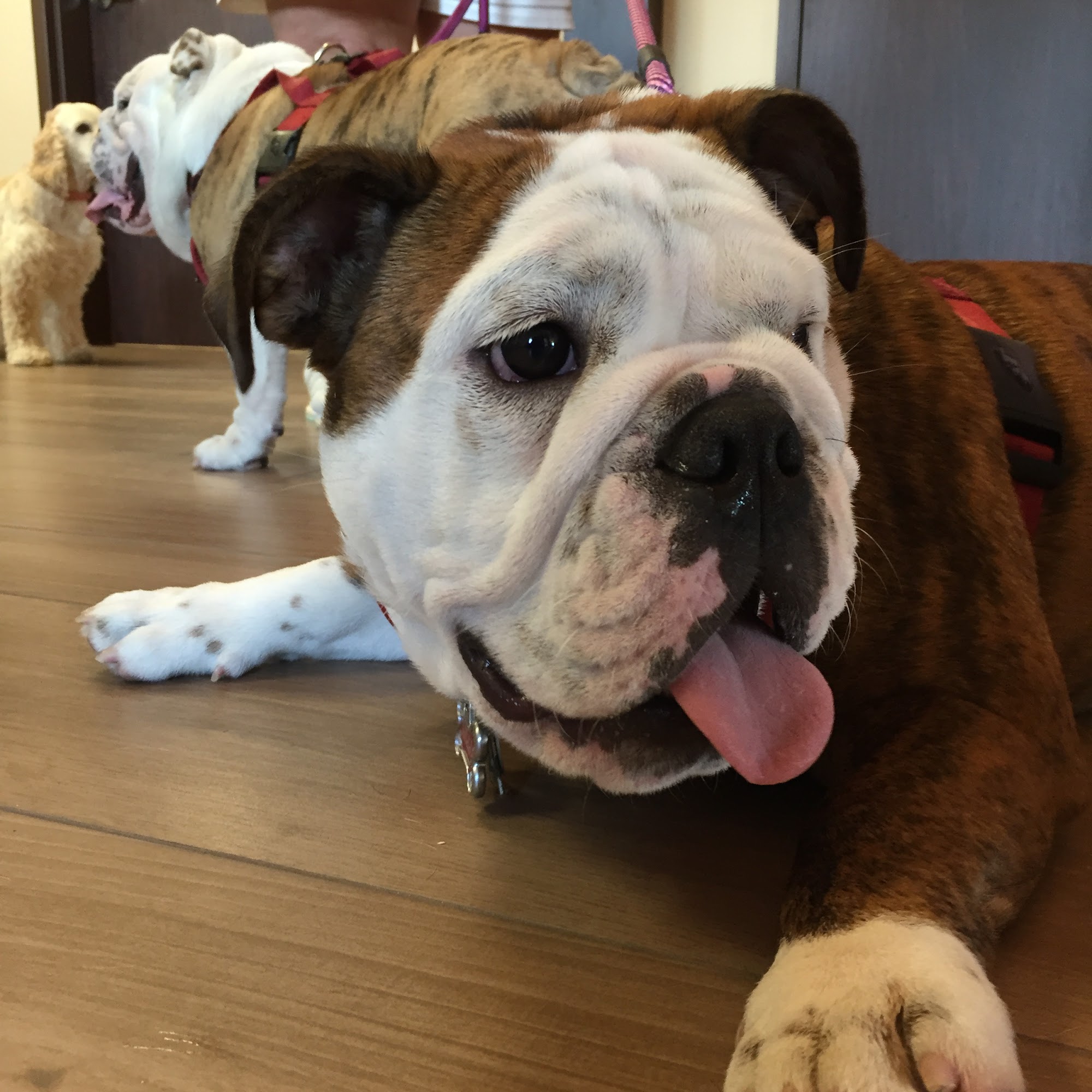 Southern Pearl Veterinary Hospital Slidell