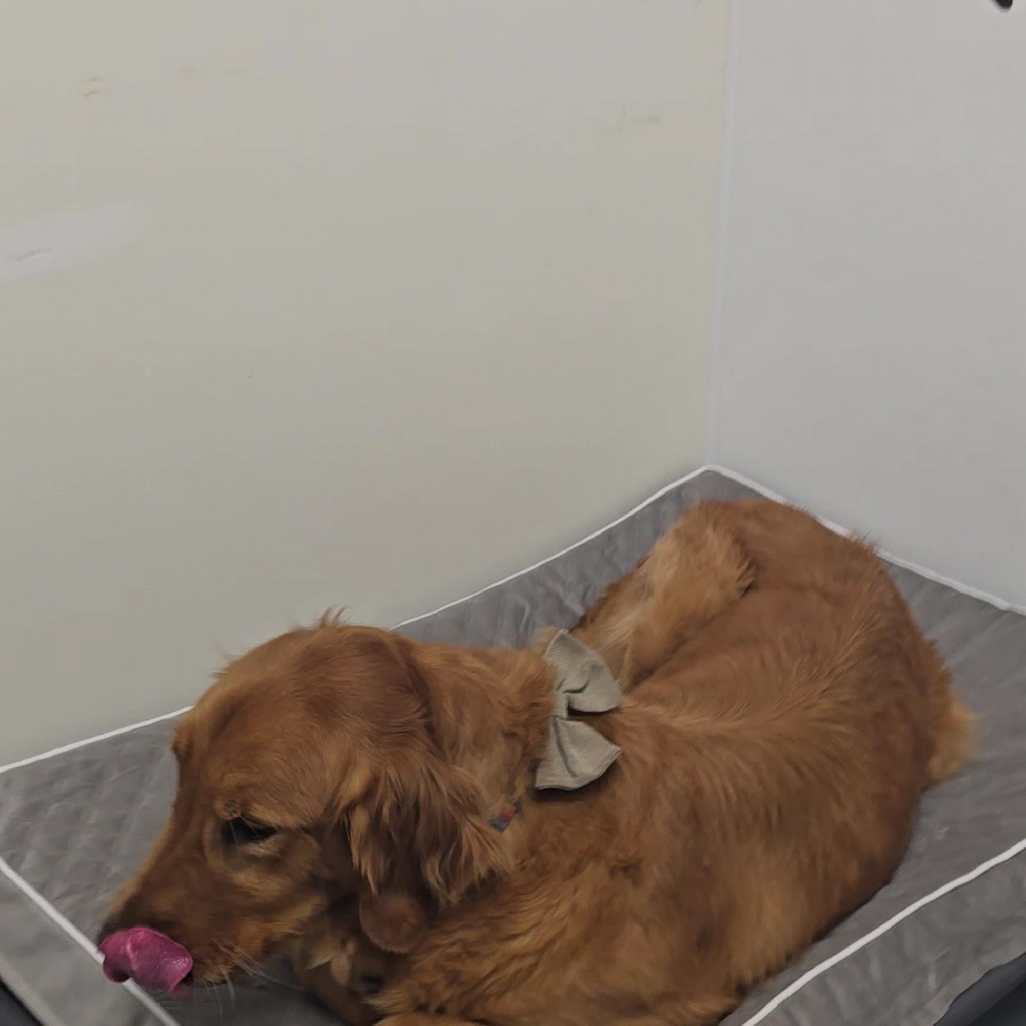 Gause Boulevard Veterinary Hospital Slidell