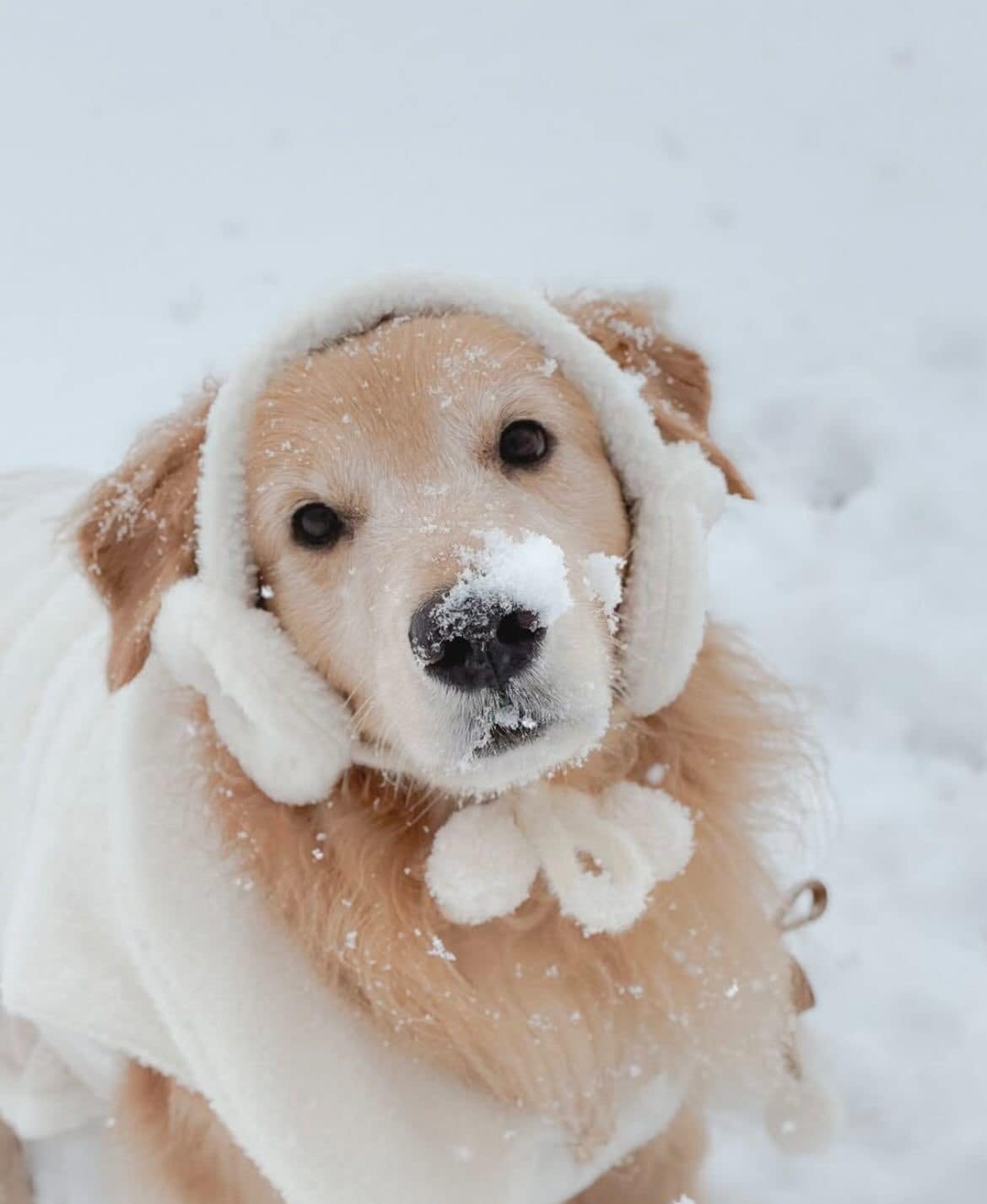 Heather's Grooming Salon Slidell