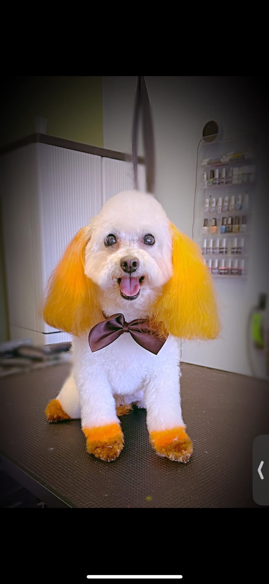 Carrie's Pampered Pooch Spa Slidell