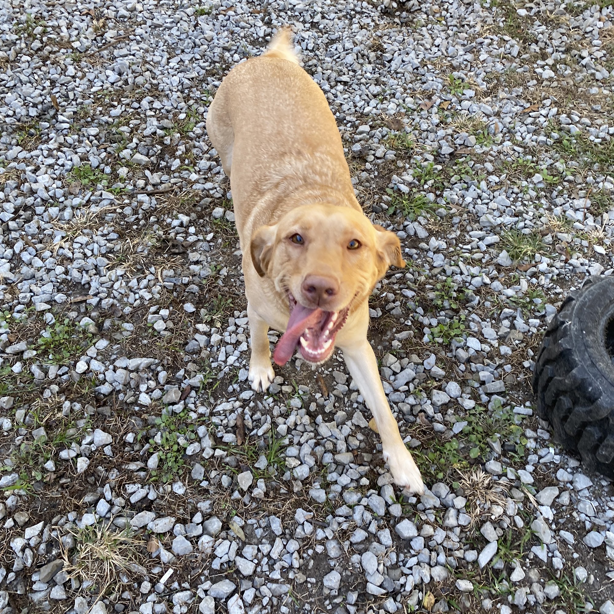 Animal House Spa Slidell