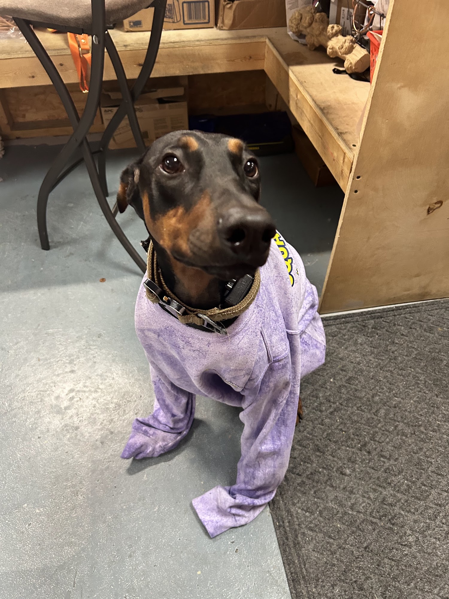 ROYAL AVIAN PLUS Slidell