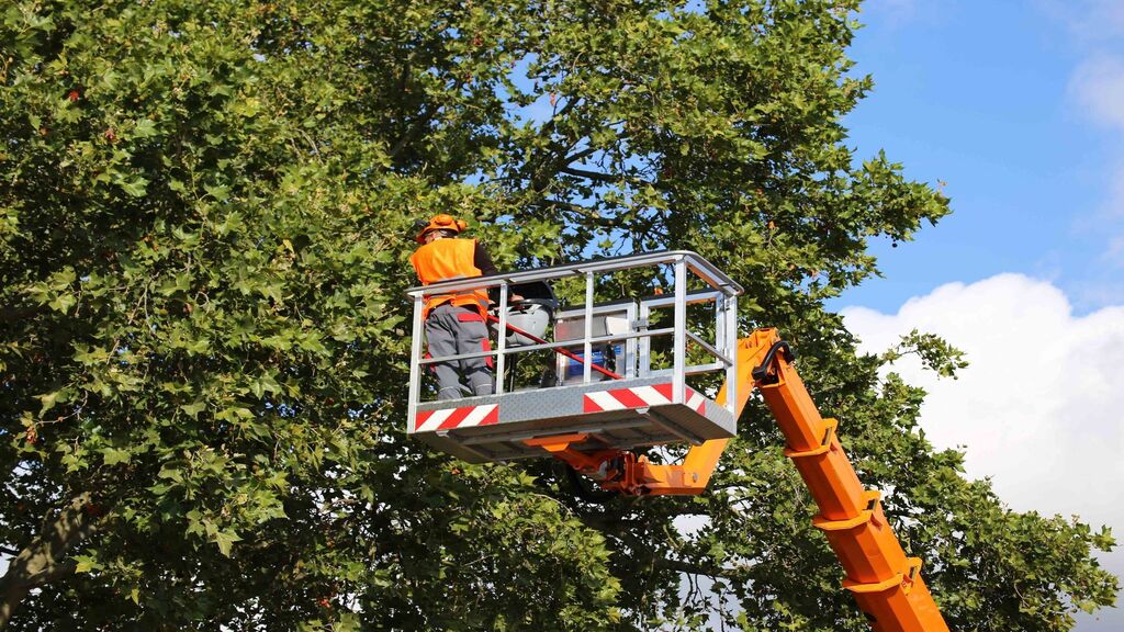 Strecker Tree Service 59292 N Pearl Dr, Slidell Louisiana 70461