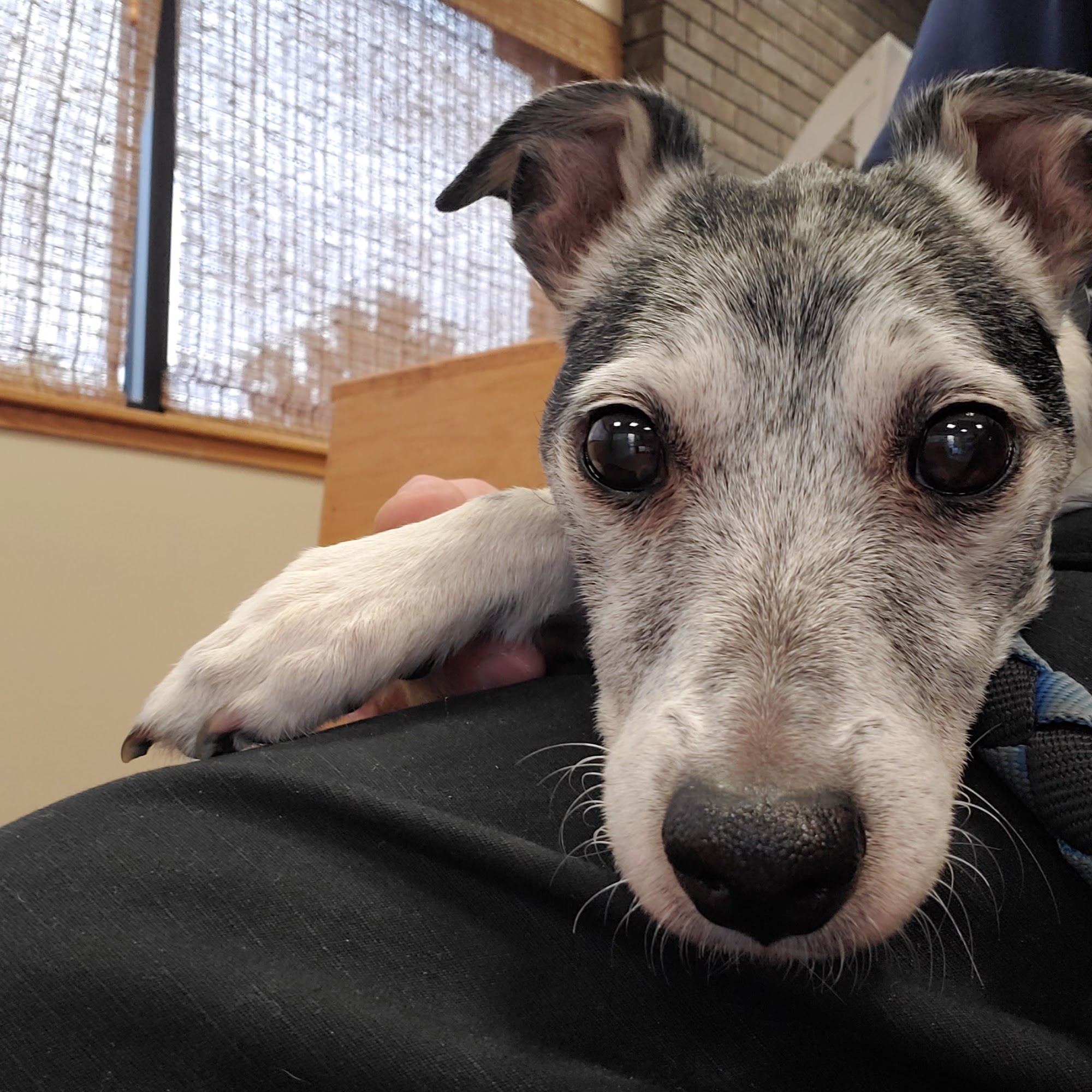 Southwest Louisiana Veterinary Clinic Sulphur