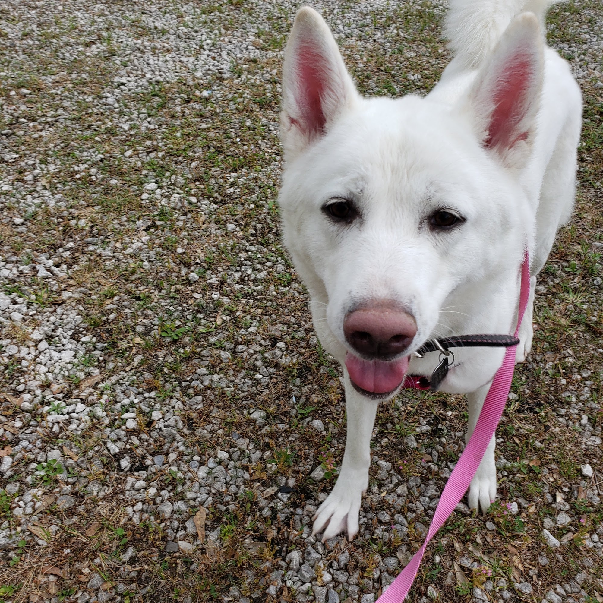 Cypress Veterinary Hospital Sulphur