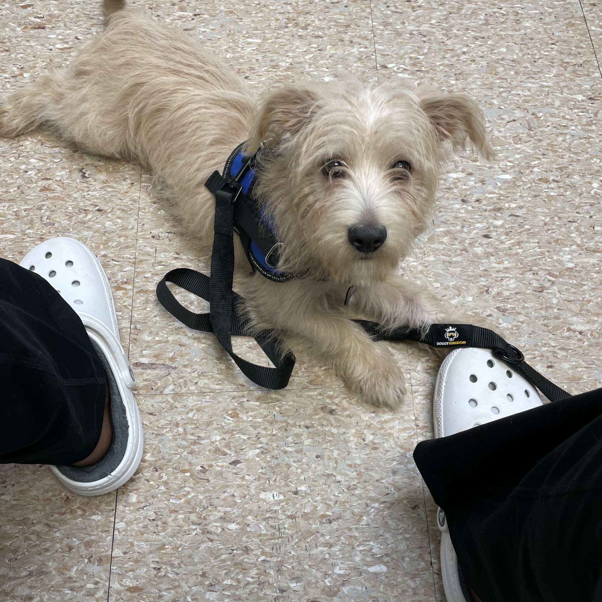 Terry Parkway Animal Hospital Terrytown